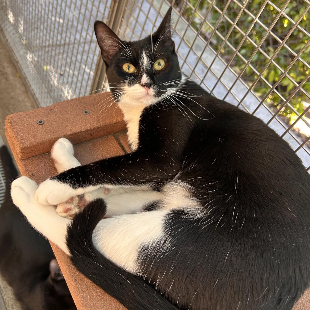 Enlarge Ellen, a Adoptable Domestic Short Hair in Fresno, CA image 2/6