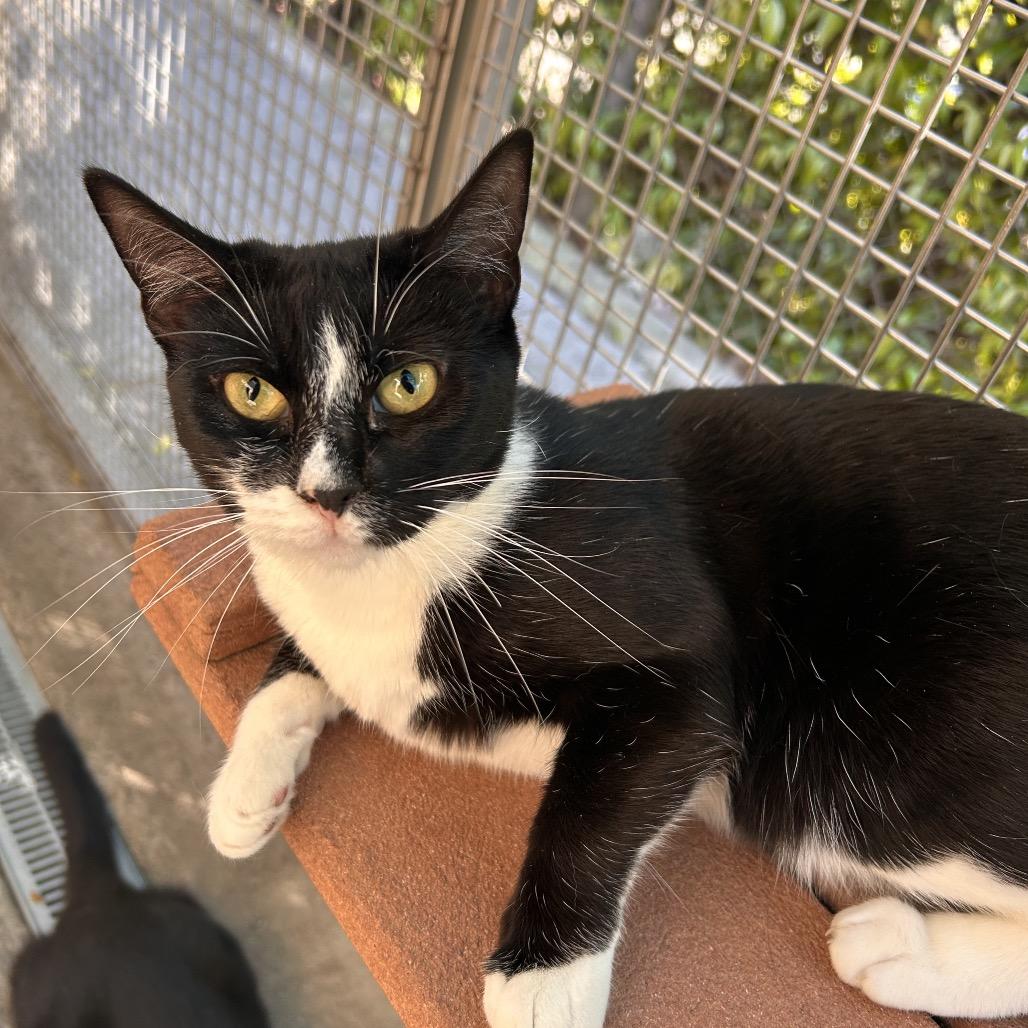 Enlarge Ellen, a Adoptable Domestic Short Hair in Fresno, CA image 2/6