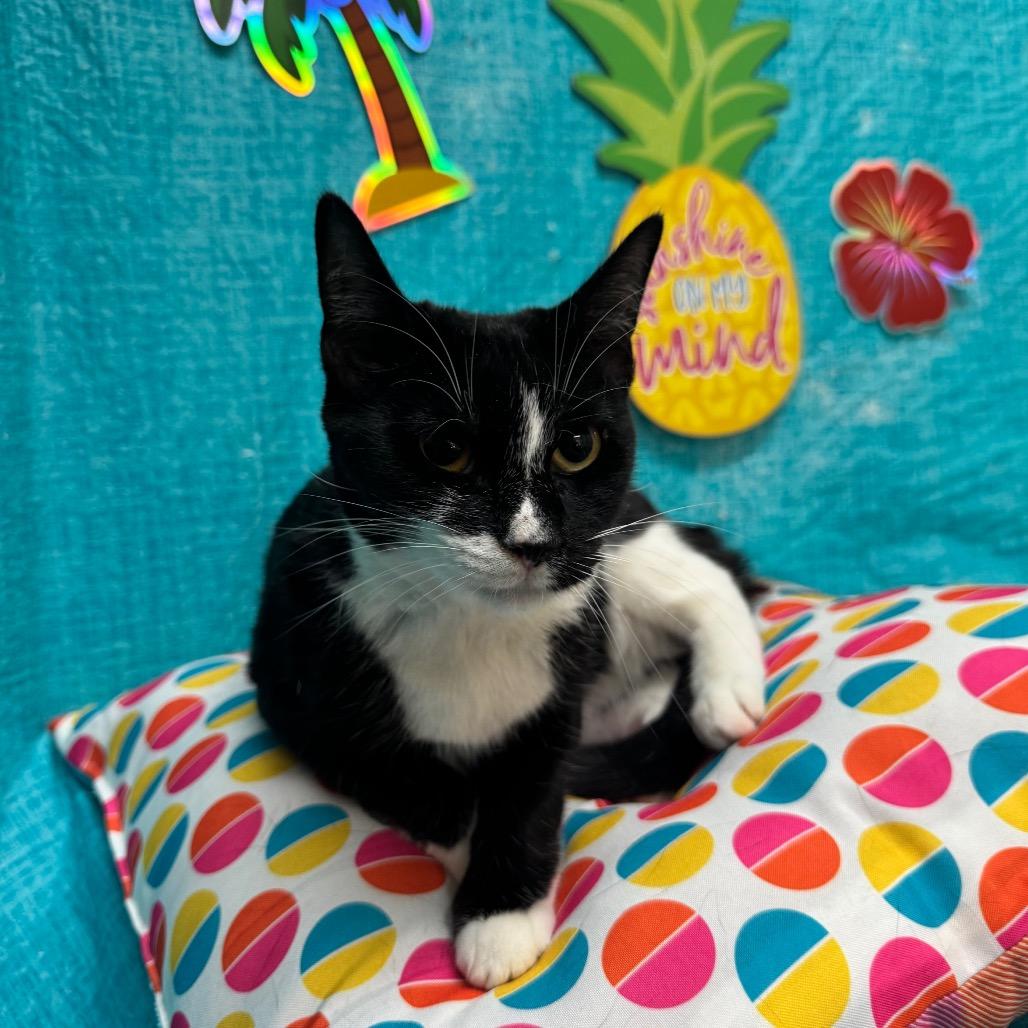 Ellen, a Adoptable Domestic Short Hair in Fresno, CA image 3/6