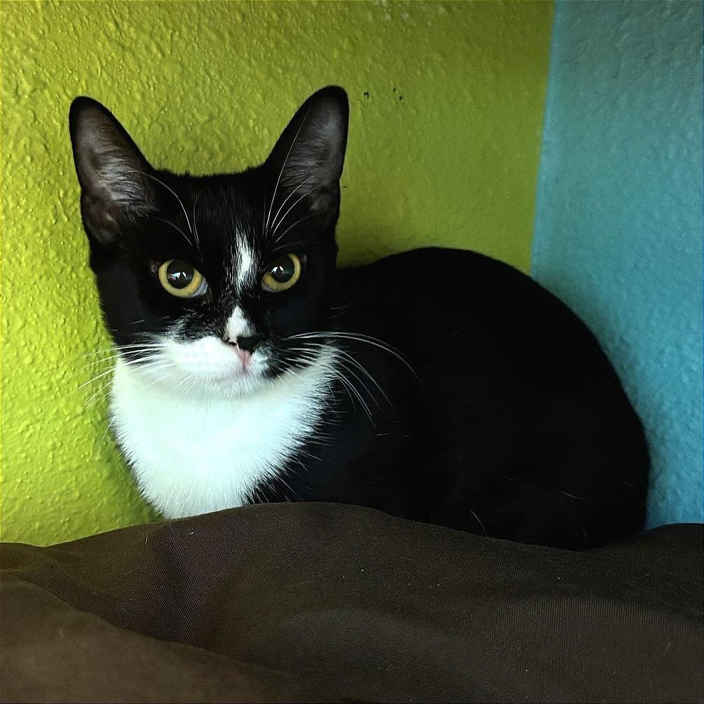 Enlarge Ellen, a Adoptable Domestic Short Hair in Fresno, CA image 2/4