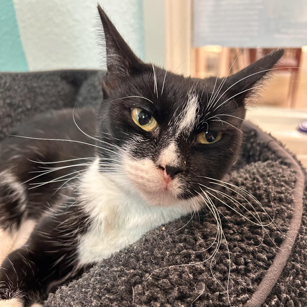 Enlarge Ellen, a Adoptable Domestic Short Hair in Fresno, CA image 3/4