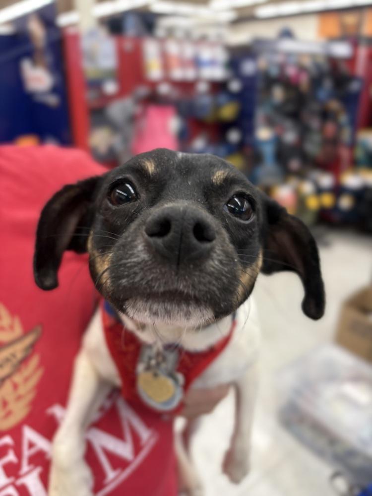 Mystic, Adoptable, Adult Female Chihuahua & Terrier.