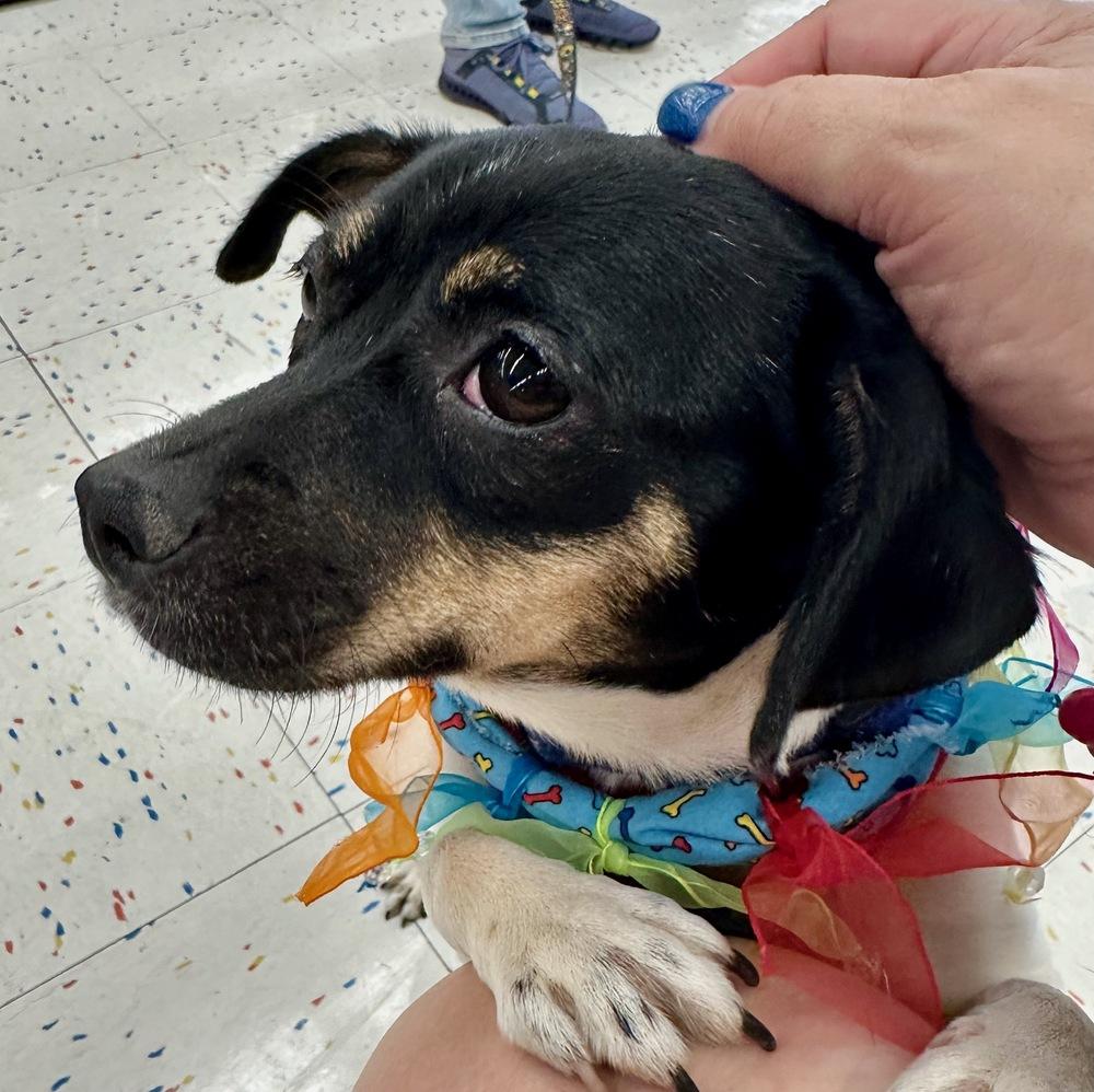 Mystic, a Adoptable mixed breed image 1/6