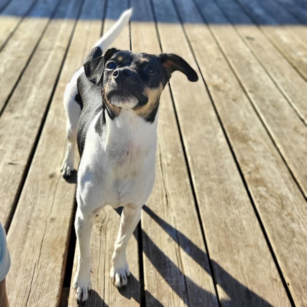 Mystic, a Adoptable mixed breed in Richardson, TX image 2/5