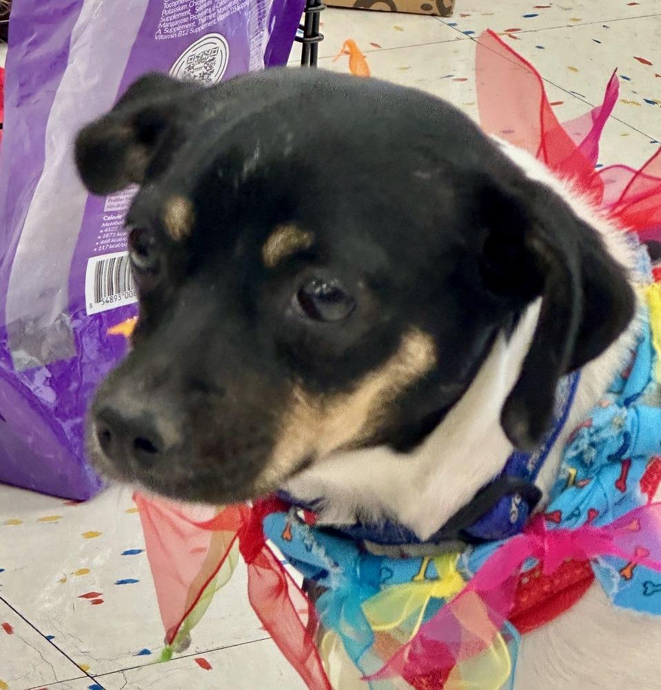 Mystic, a Adoptable mixed breed image 2/6