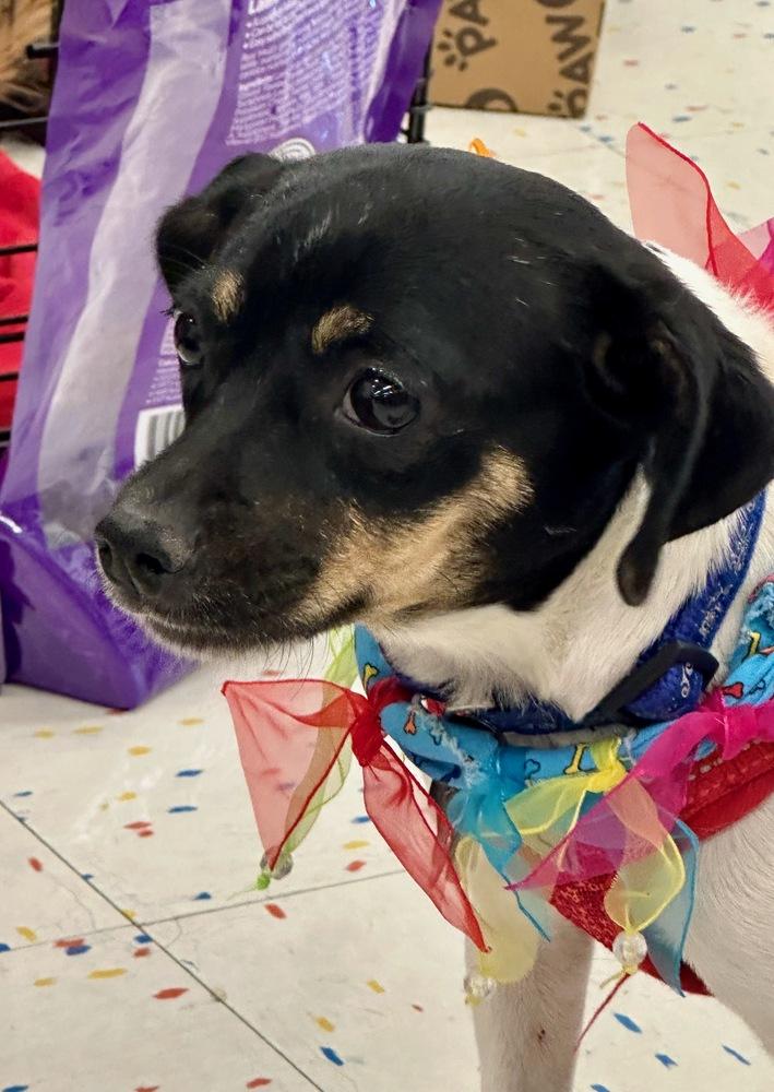 Mystic, a Adoptable mixed breed image 4/6