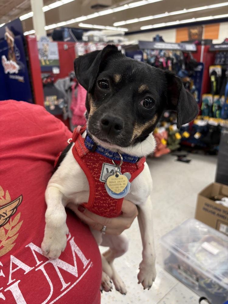 Mystic, a Adoptable mixed breed in Richardson, TX image 4/5