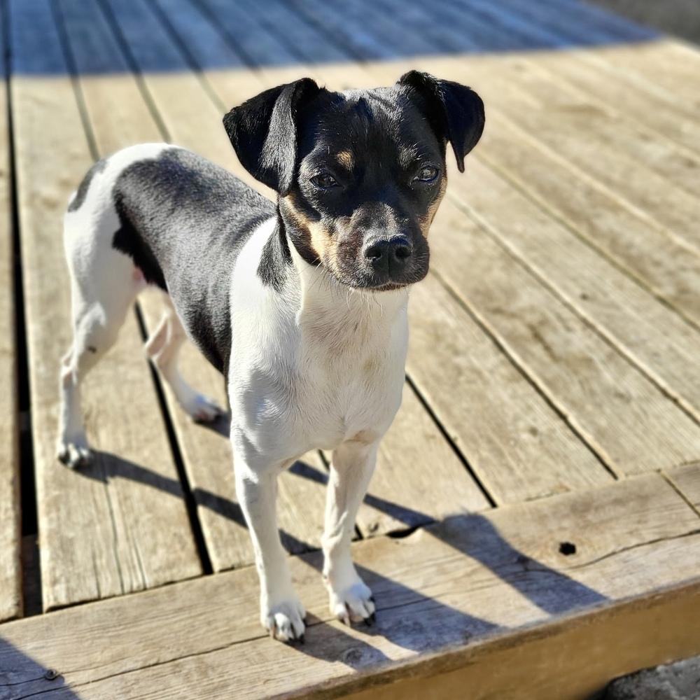 Mystic, a Adoptable mixed breed in Richardson, TX image 5/5