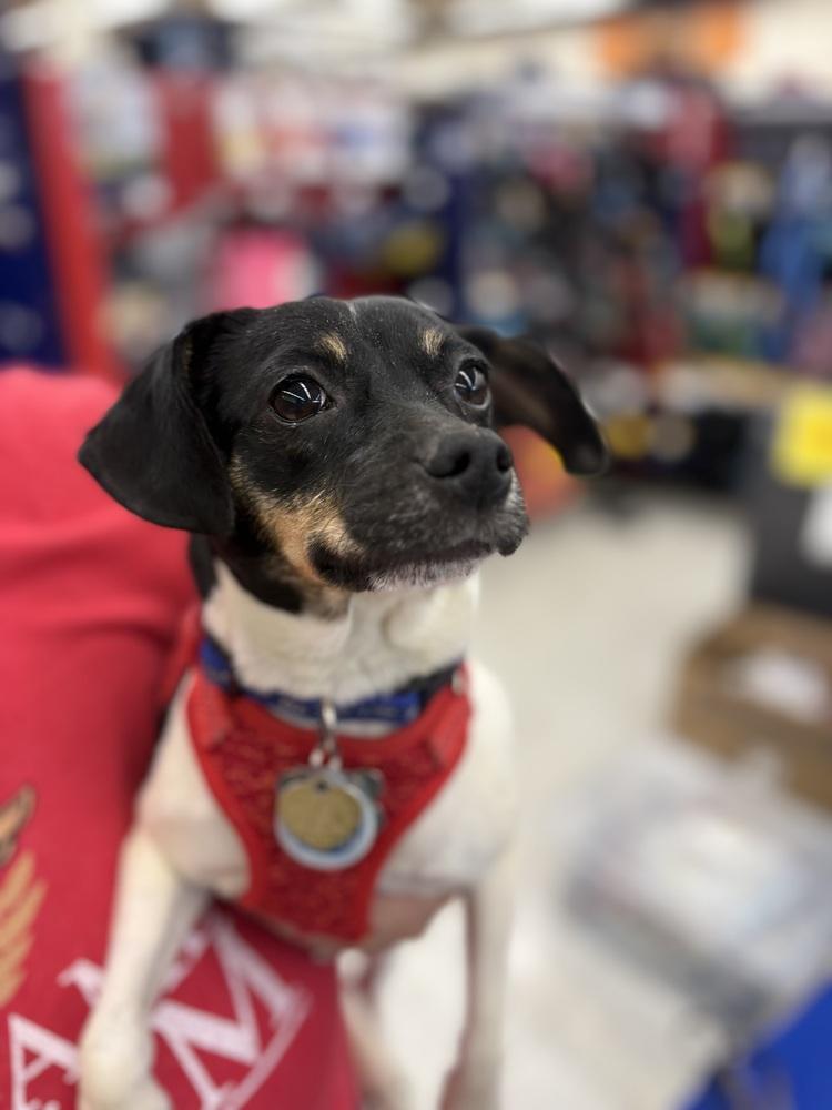 Mystic, a Adoptable mixed breed image 5/6