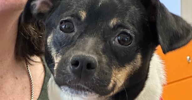 Mystic, a Adoptable mixed breed image 6/6