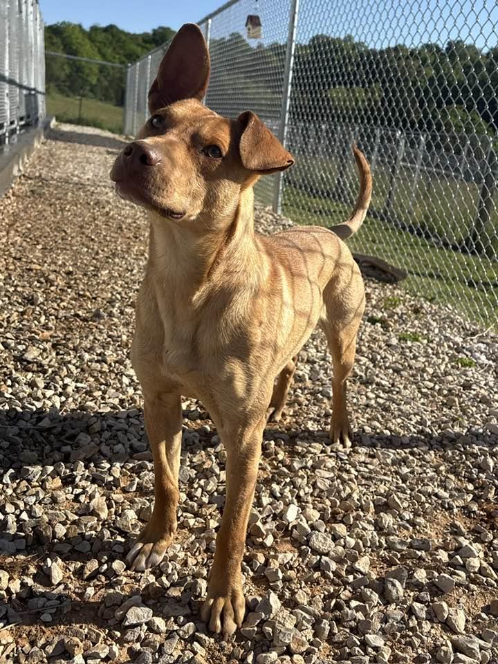 Enlarge Philipe, a ADOPTABLE mixed breed in Munfordville, KY image 2/2