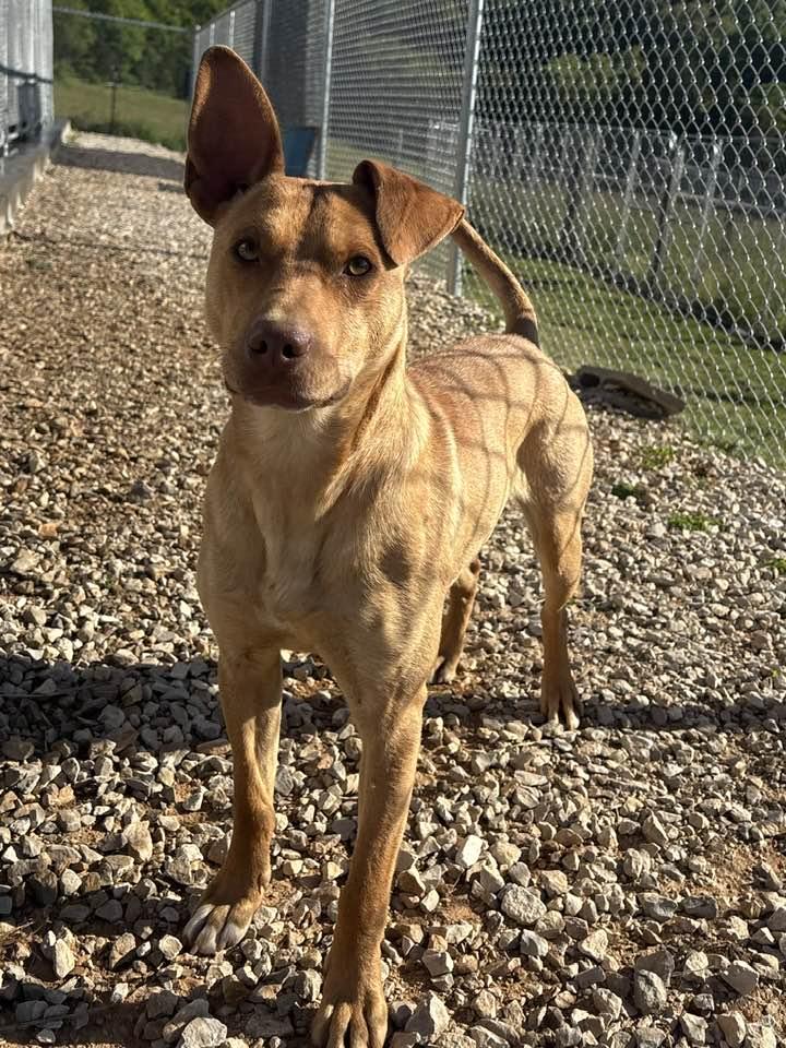 Enlarge Philipe, a ADOPTABLE mixed breed in Munfordville, KY image 1/2