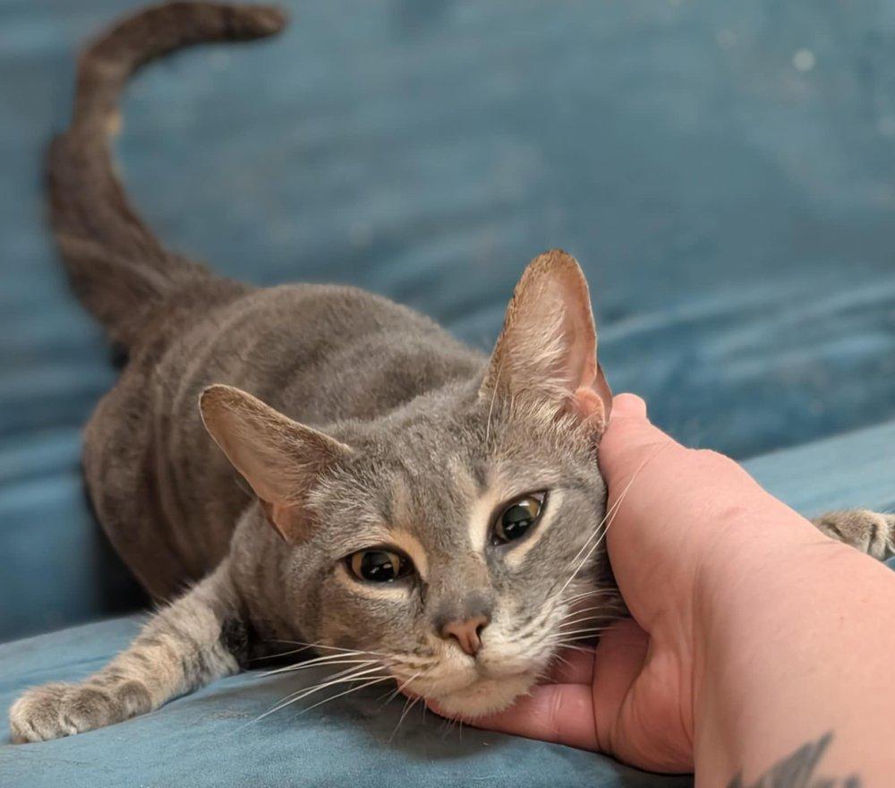 Honey Badger, Adoptable, Senior Male Domestic Short Hair.