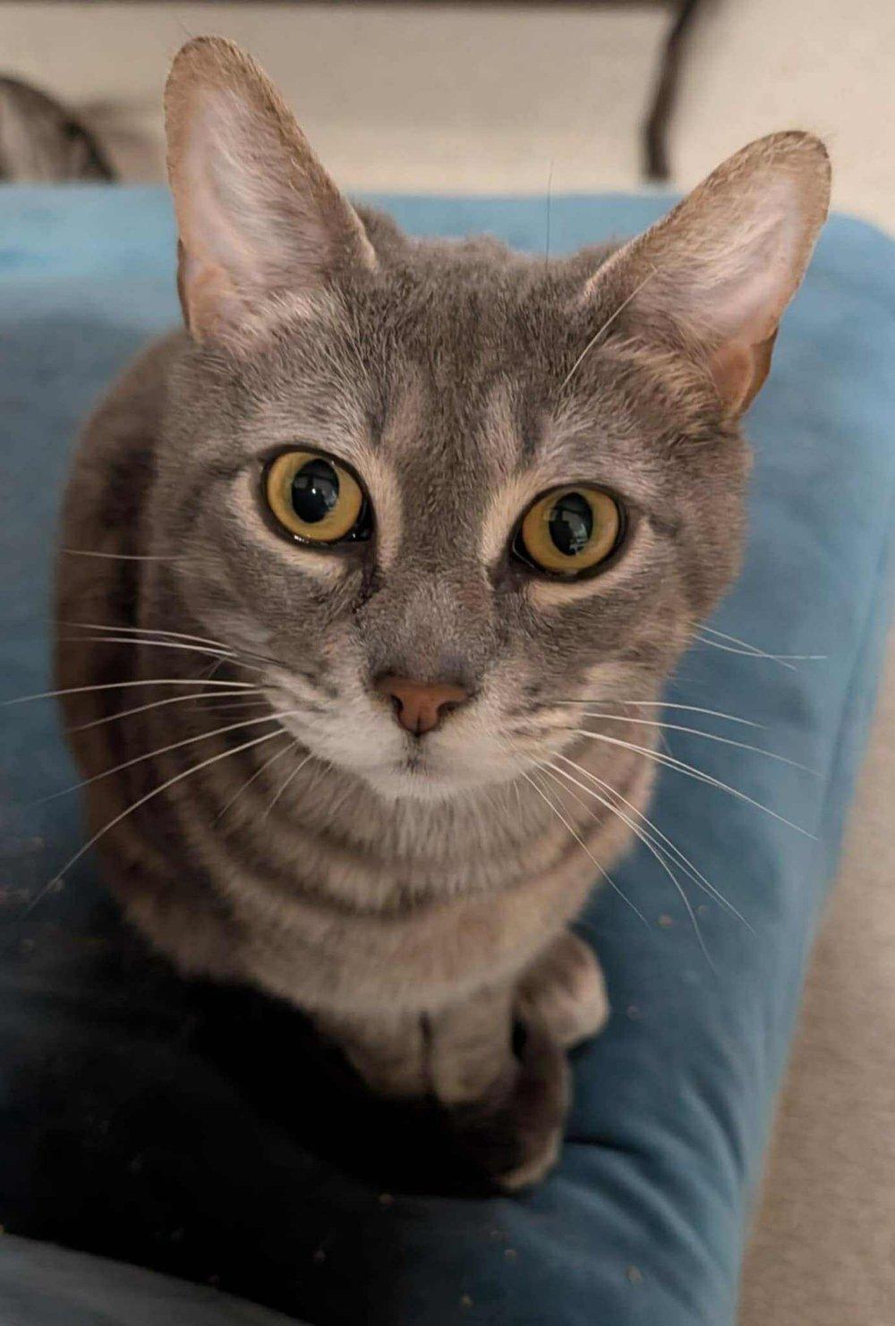 Honey Badger, a Adoptable Domestic Short Hair in Abbotsford, BC image 2/2