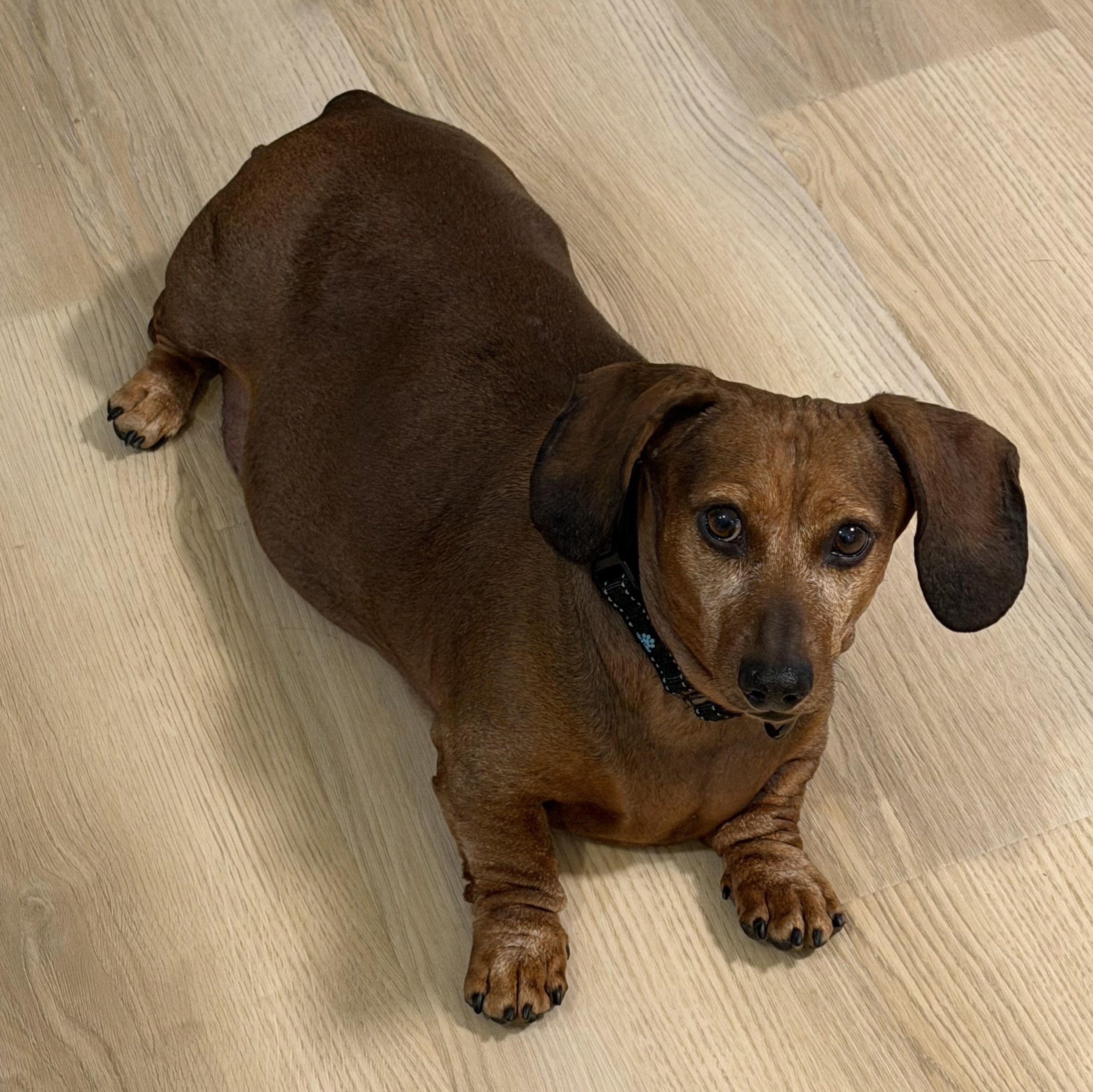 Enlarge Jaxon in Colorado, a ADOPTABLE Dachshund in Boulder, CO image 4/6
