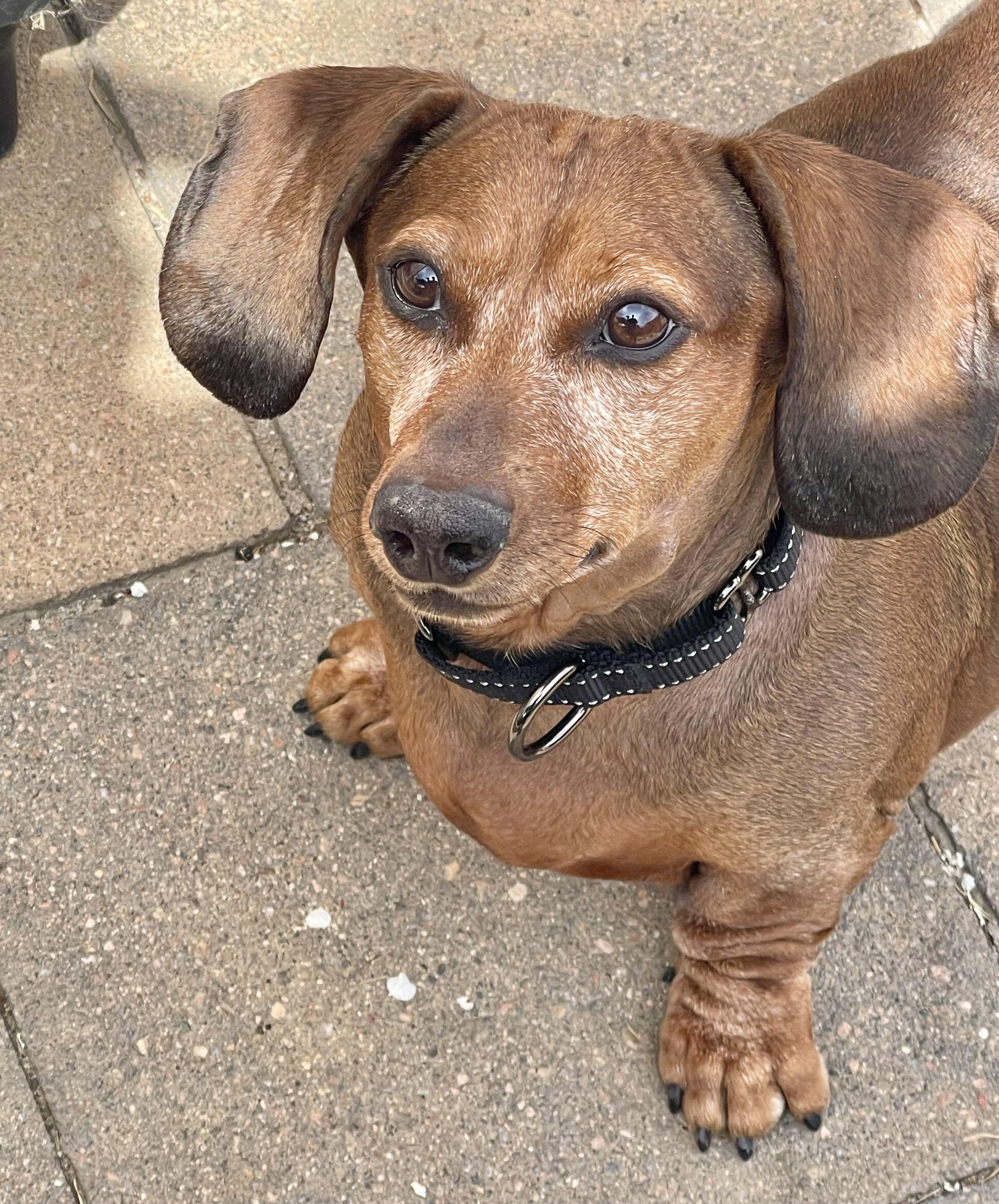 Enlarge Jaxon in Colorado, a ADOPTABLE Dachshund in Boulder, CO image 2/6