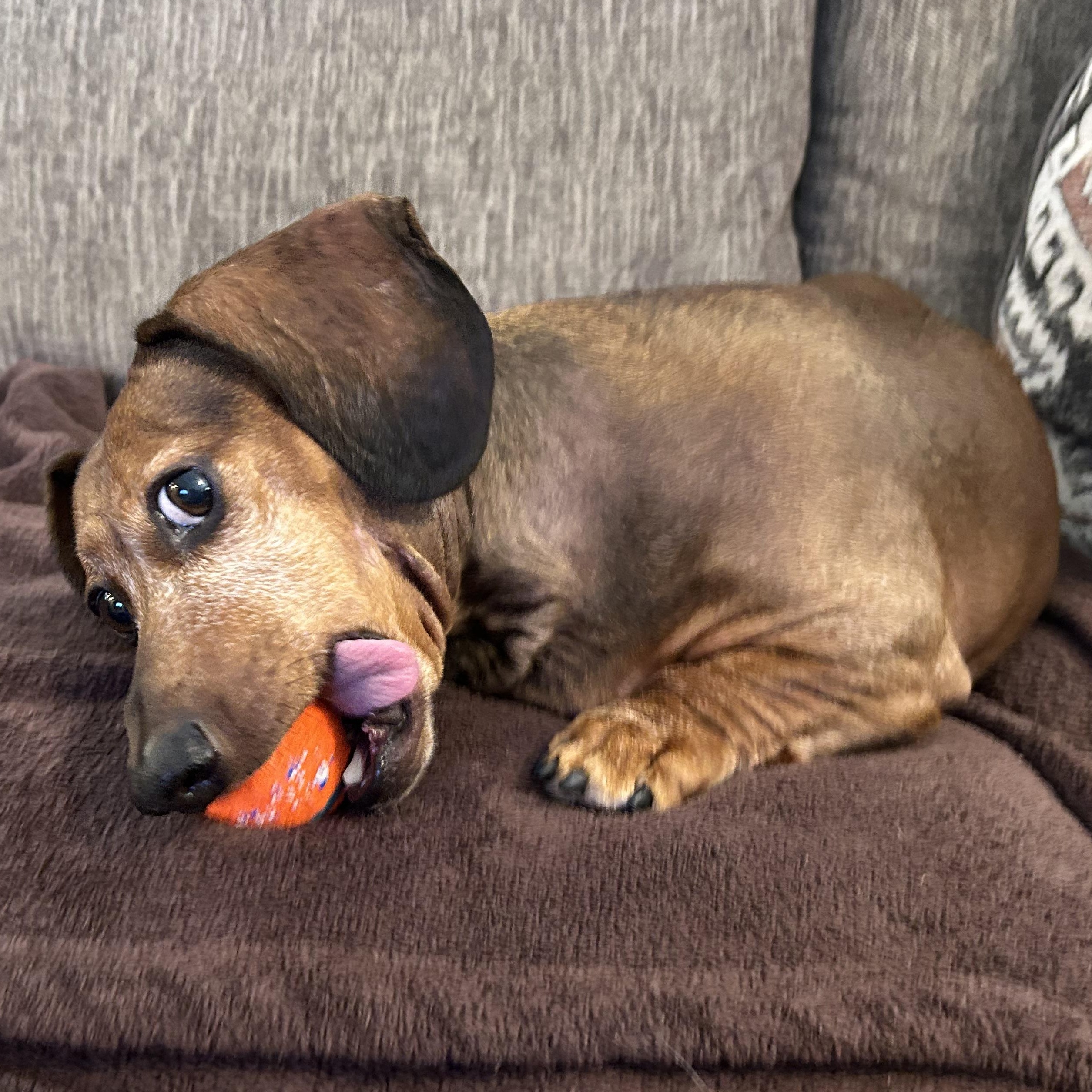 Enlarge Jaxon in Colorado, a ADOPTABLE Dachshund in Boulder, CO image 5/6