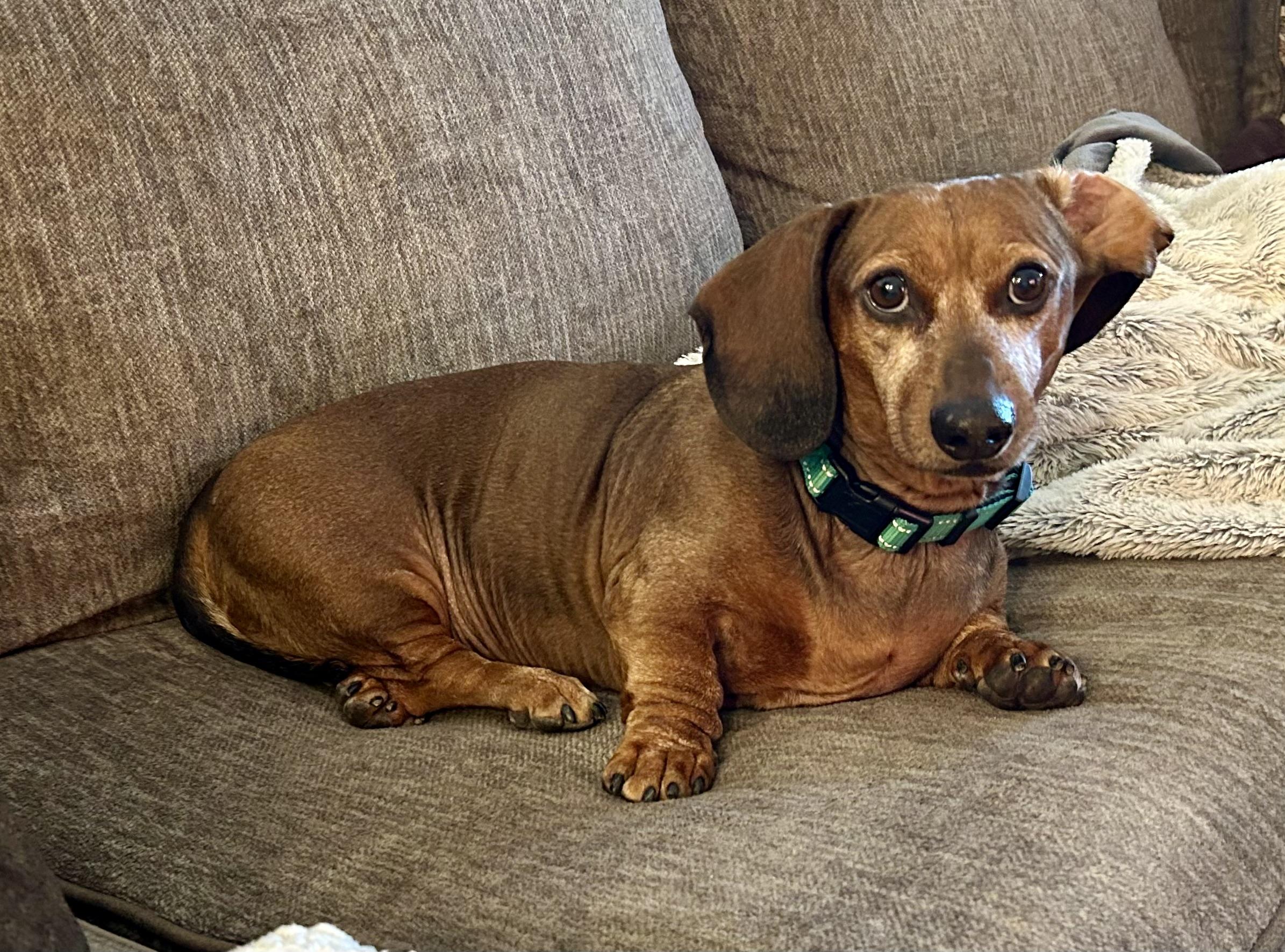 Enlarge Jaxon in Colorado, a ADOPTABLE Dachshund in Boulder, CO image 1/6