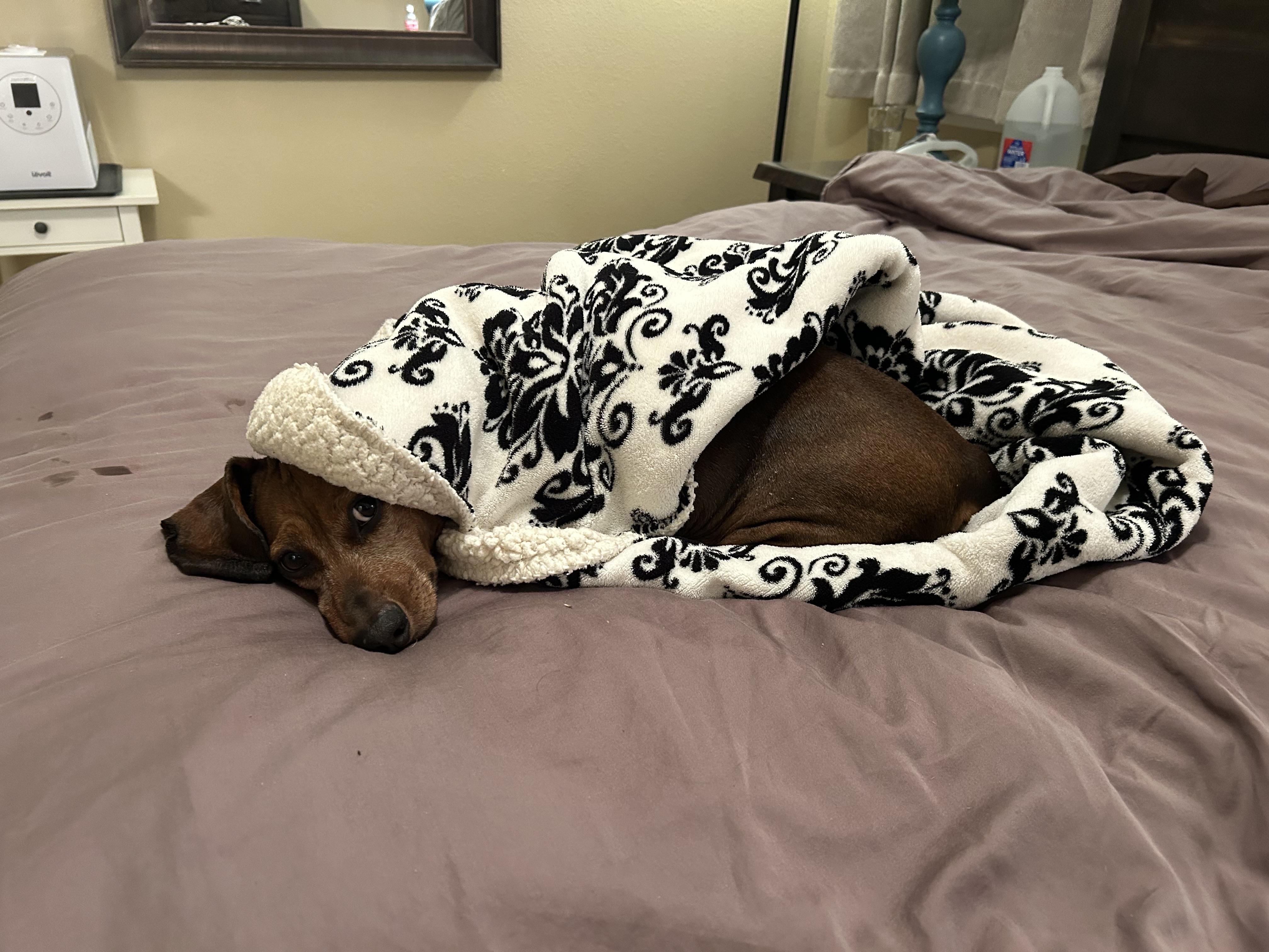 Enlarge Jaxon in Colorado, a ADOPTABLE Dachshund in Boulder, CO image 3/6