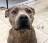 Enlarge Tati, a ADOPTABLE mixed breed in Sudbury, MA image 5/5