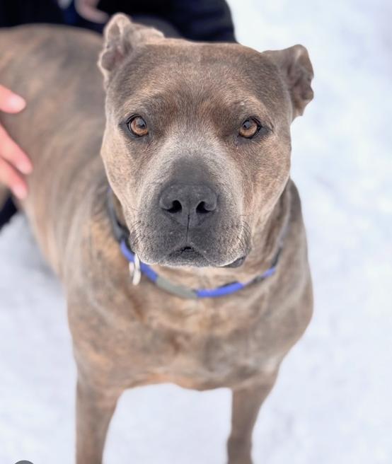 Enlarge Tati, a ADOPTABLE mixed breed in Sudbury, MA image 5/5