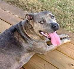 Tati, ADOPTABLE, Adult Female Bulldog.