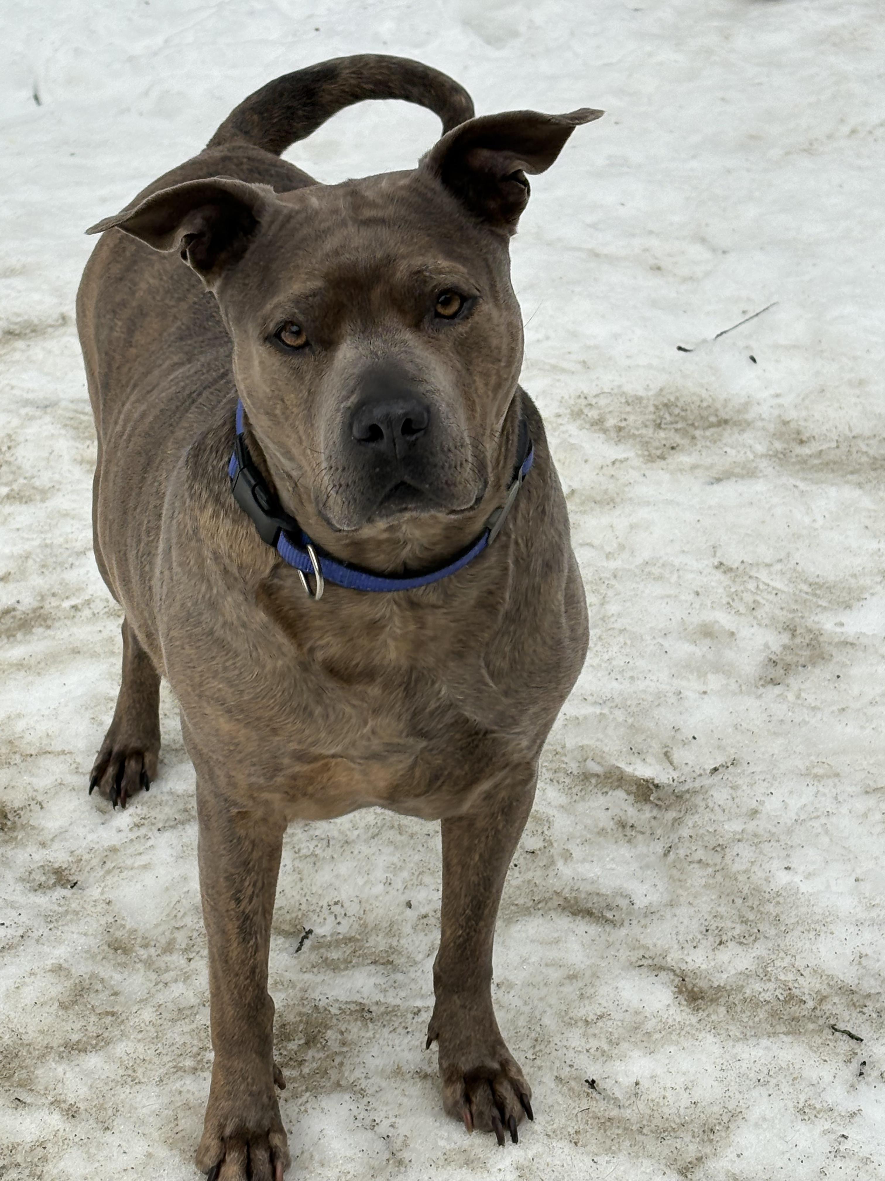 Enlarge Tati, a ADOPTABLE mixed breed in Sudbury, MA image 2/6