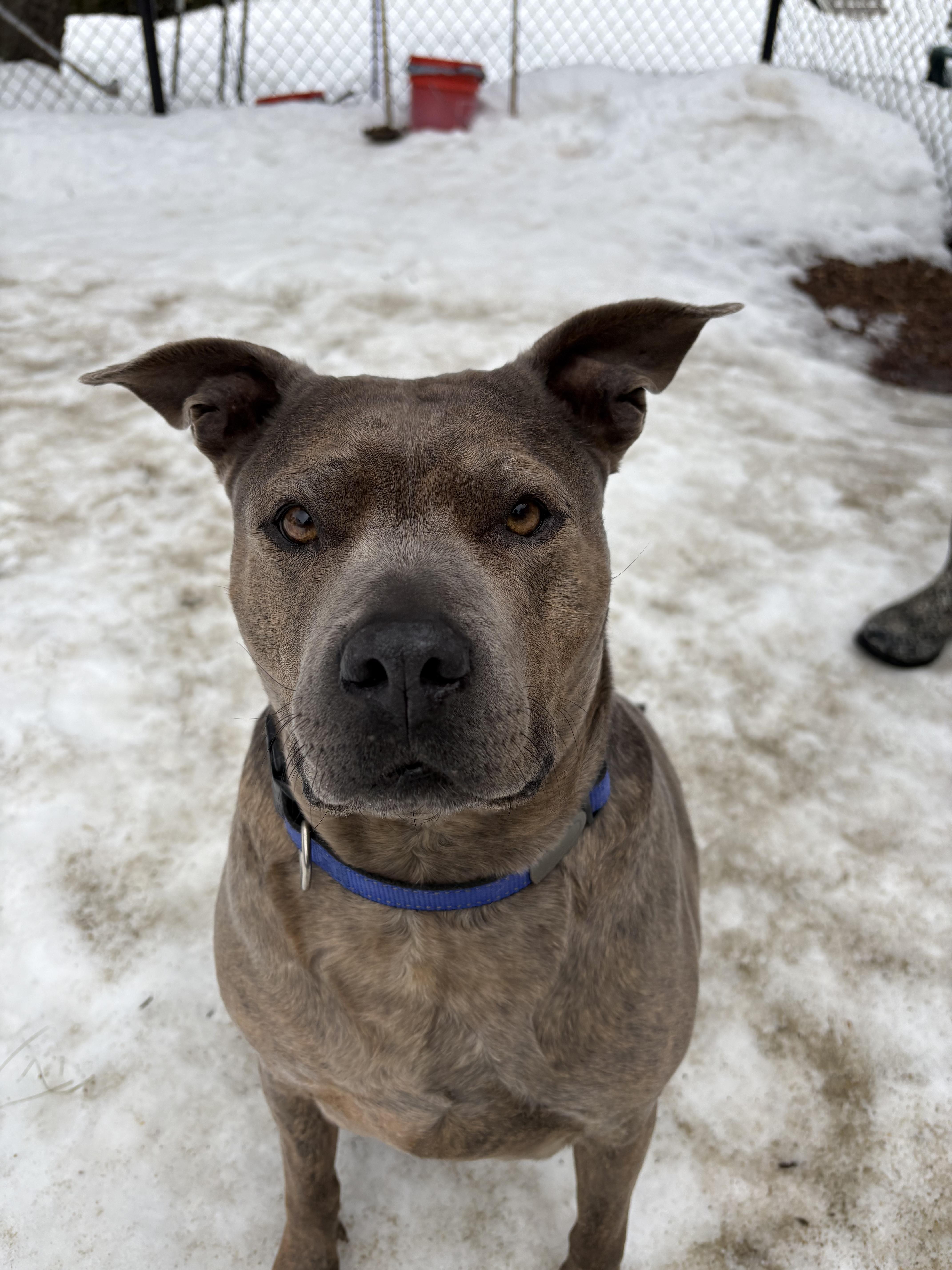 Enlarge Tati, a ADOPTABLE mixed breed in Sudbury, MA image 3/6