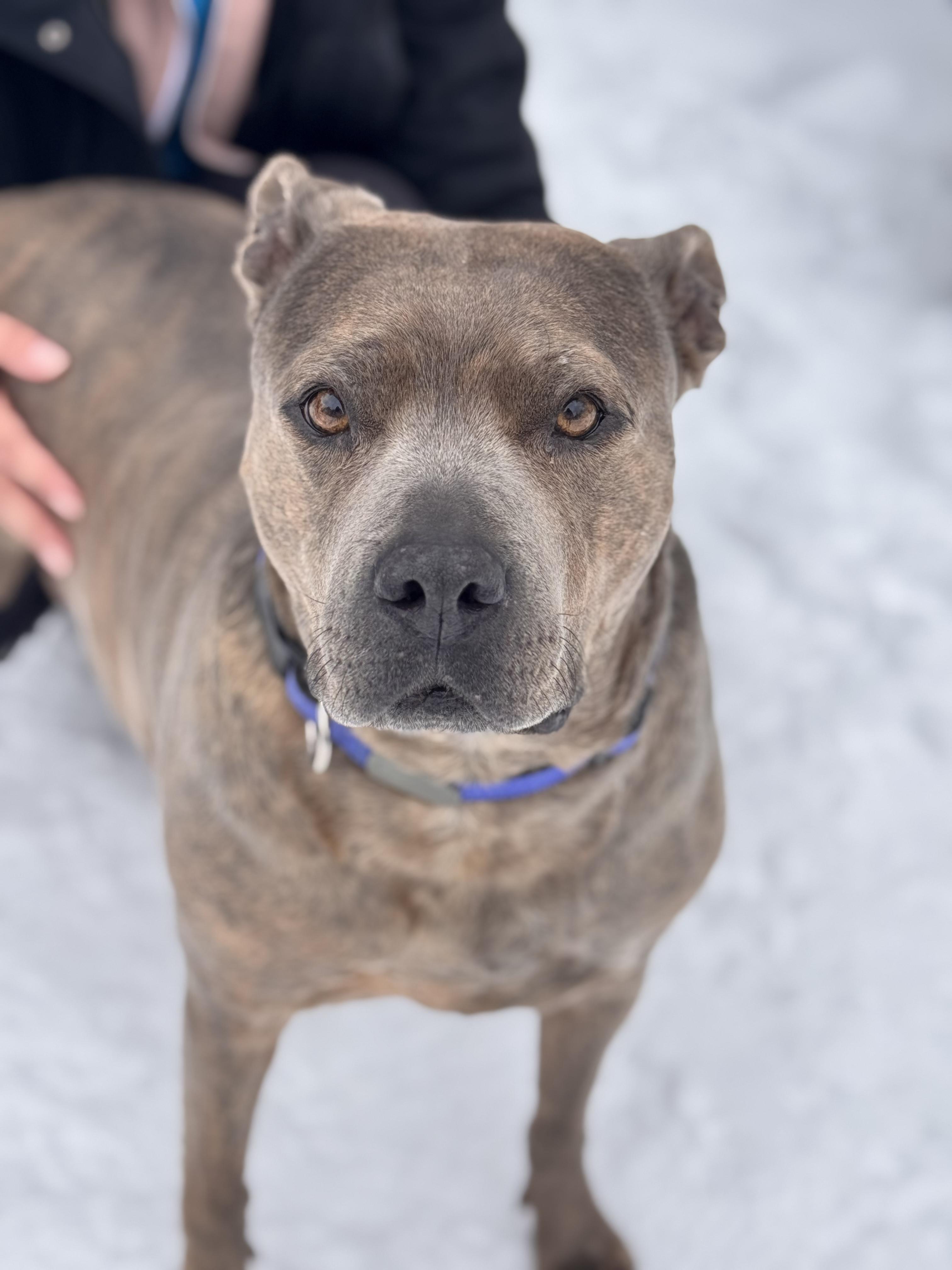 Tati, ADOPTABLE, Senior Female Pit Bull Terrier.