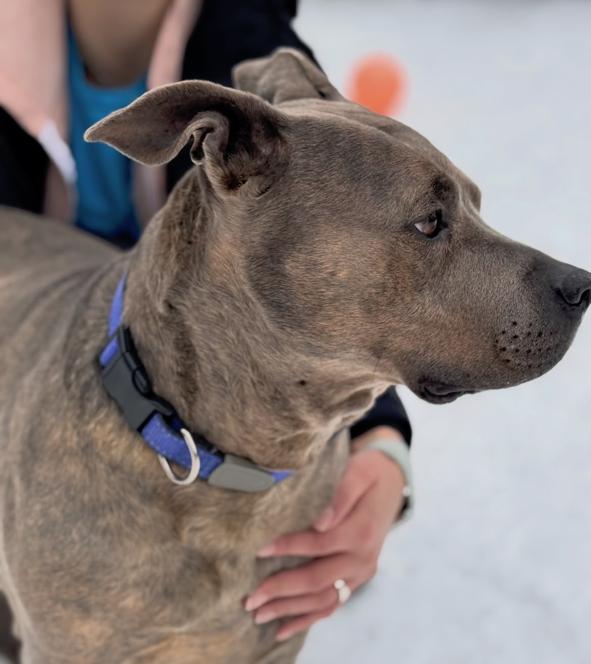 Enlarge Tati, a ADOPTABLE mixed breed in Sudbury, MA image 4/5