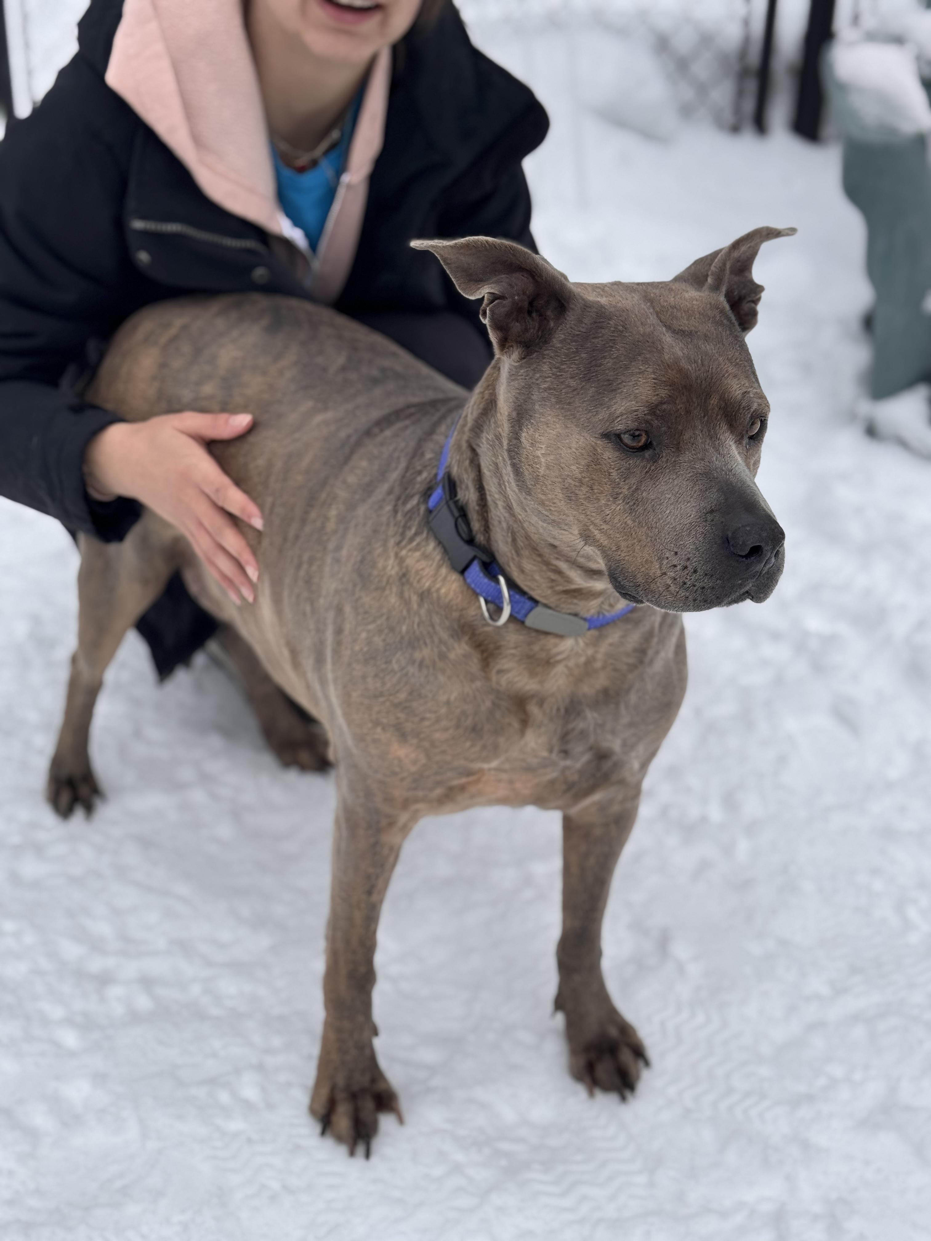 Enlarge Tati, a ADOPTABLE mixed breed in Sudbury, MA image 2/5