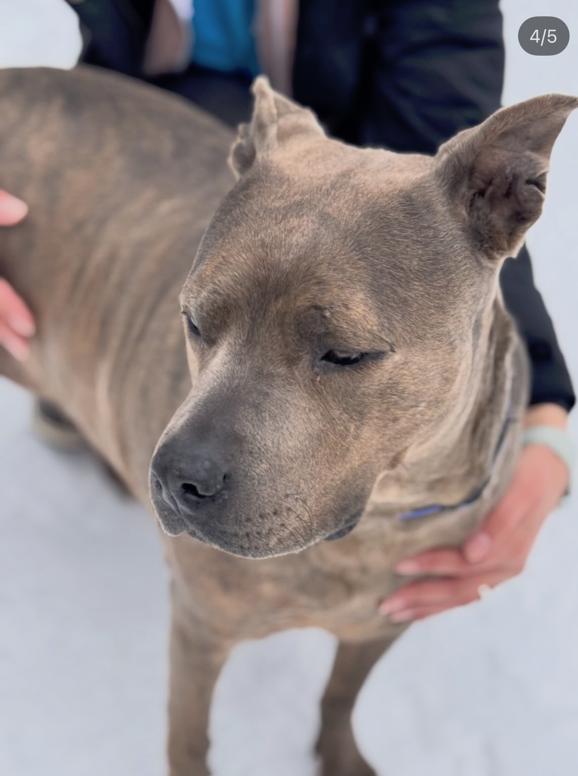 Enlarge Tati, a ADOPTABLE mixed breed in Sudbury, MA image 1/5