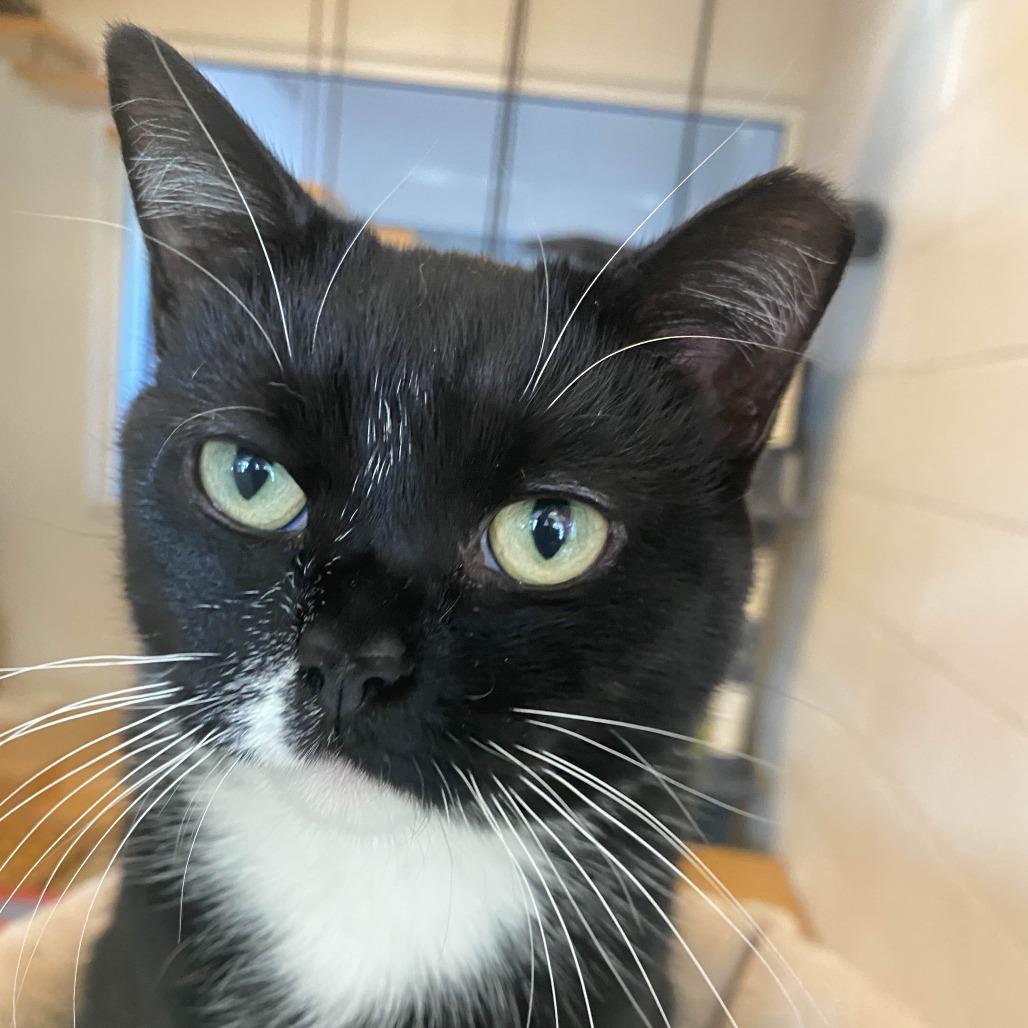 Jubilee, Adoptable, Adult Female Domestic Short Hair.