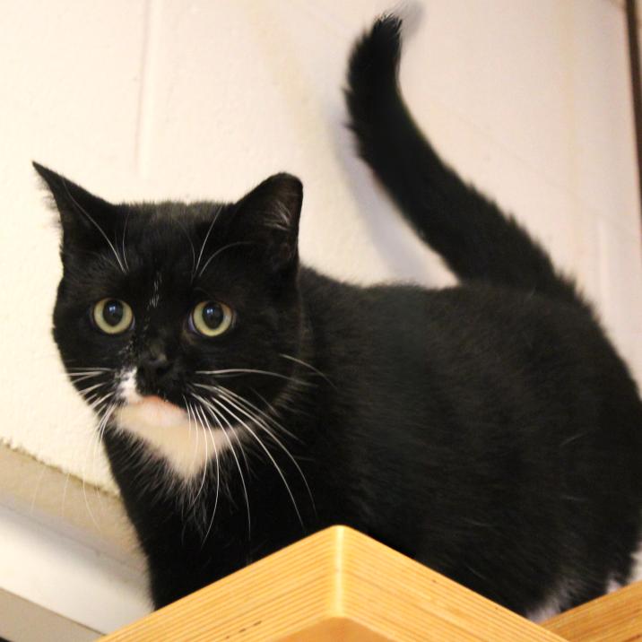 Enlarge Jubilee, a Adoptable mixed breed in Gloucester, VA image 2/3