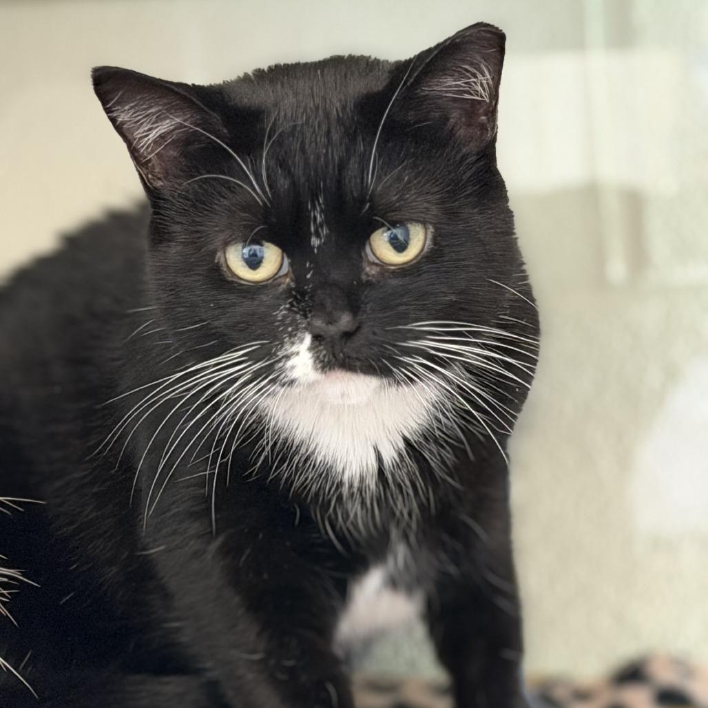 Enlarge Jubilee, a Adoptable mixed breed in Gloucester, VA image 3/6