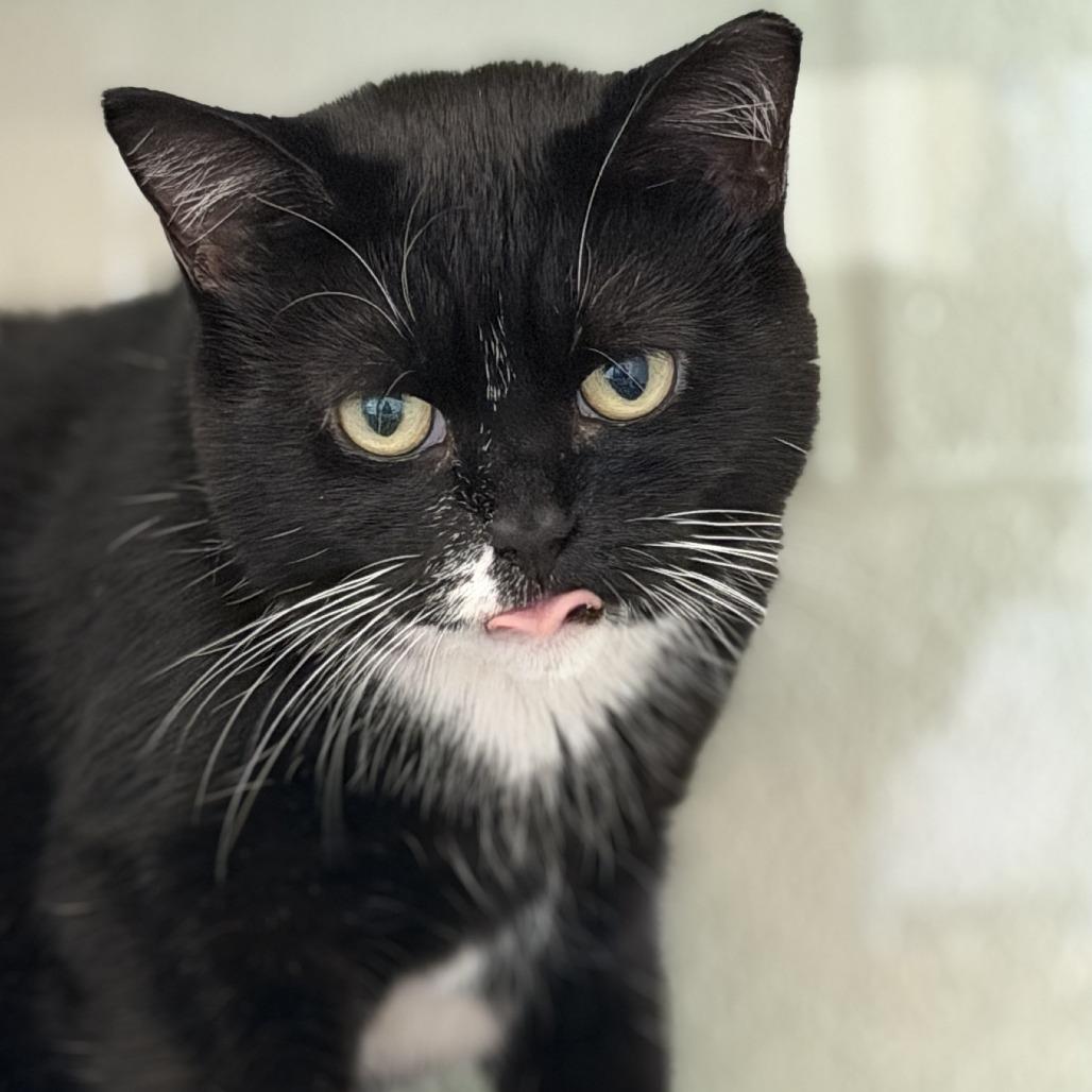 Enlarge Jubilee, a Adoptable mixed breed in Gloucester, VA image 4/6