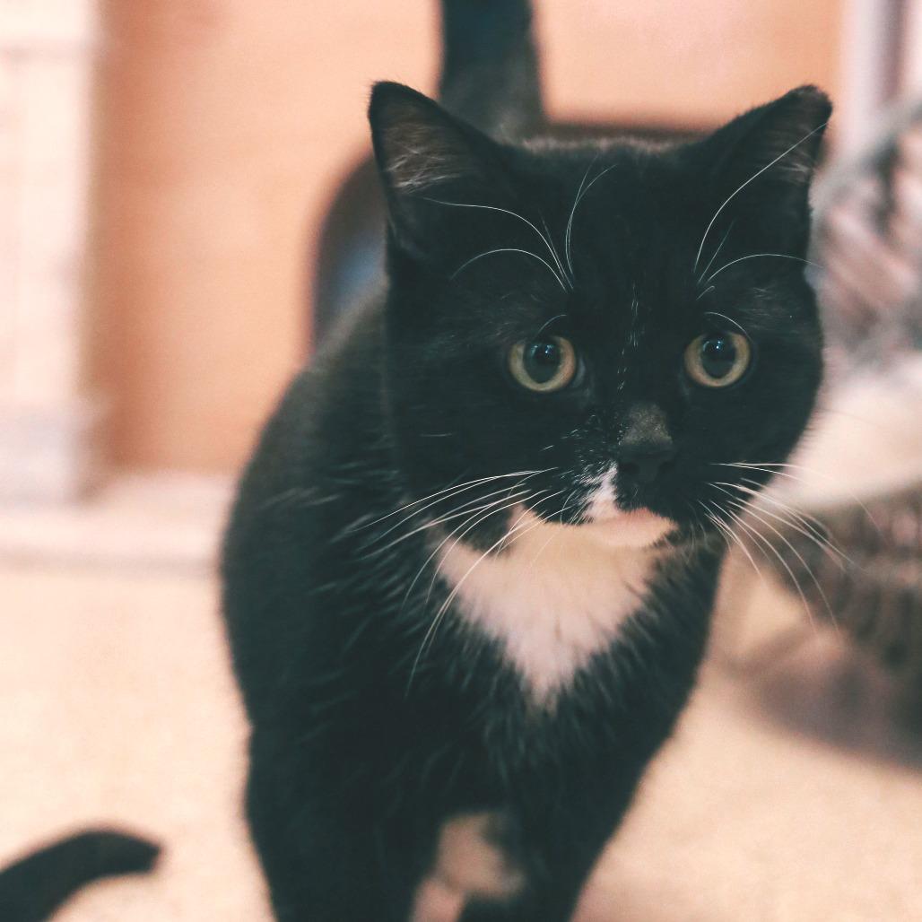 Enlarge Jubilee, a Adoptable mixed breed in Gloucester, VA image 3/3