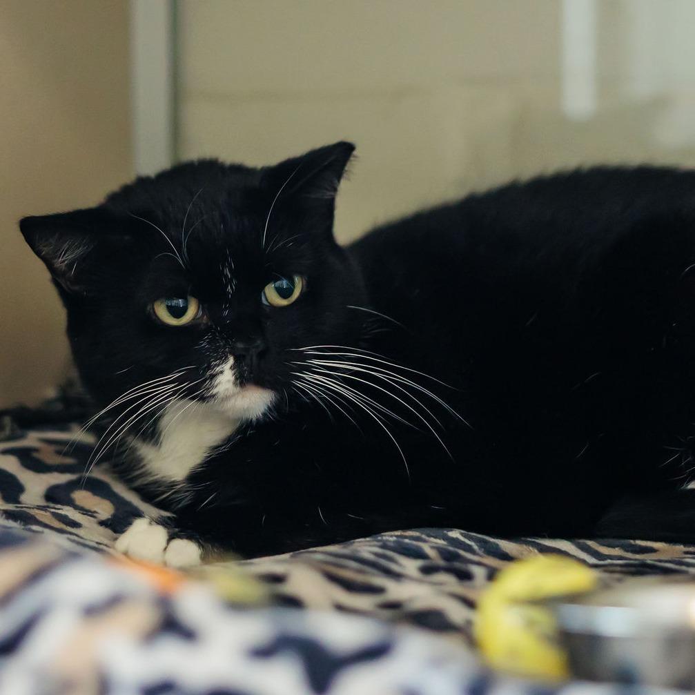 Enlarge Jubilee, a Adoptable mixed breed in Gloucester, VA image 6/6