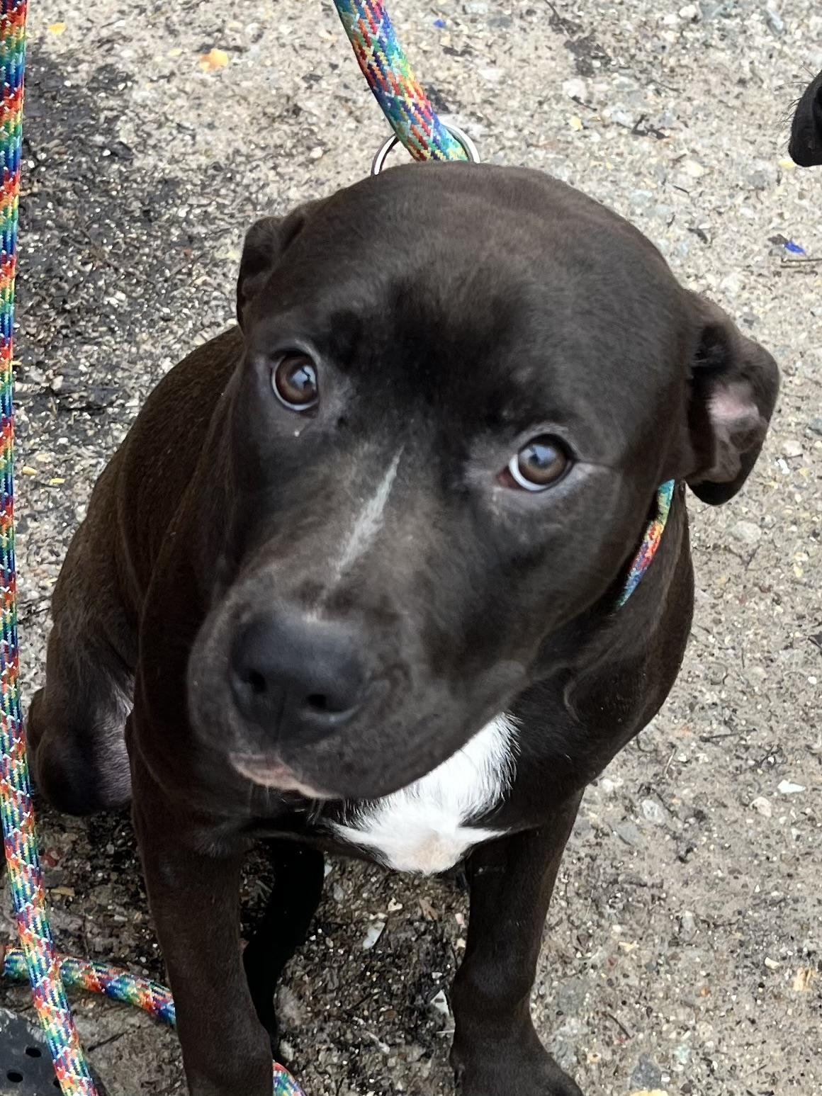 Milo, Adoptable, Young Male Labrador Retriever & Border Collie.