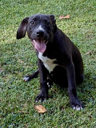 Enlarge Milo, a Adoptable mixed breed in Watertown, CT image 1/3