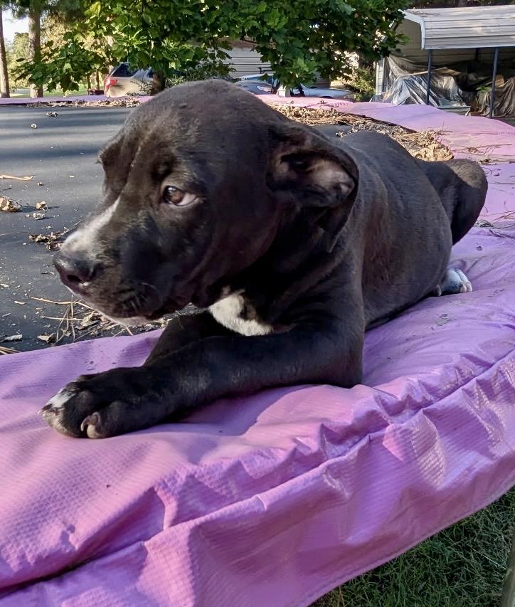 Milo, Adoptable, Puppy Male Labrador Retriever & Border Collie.