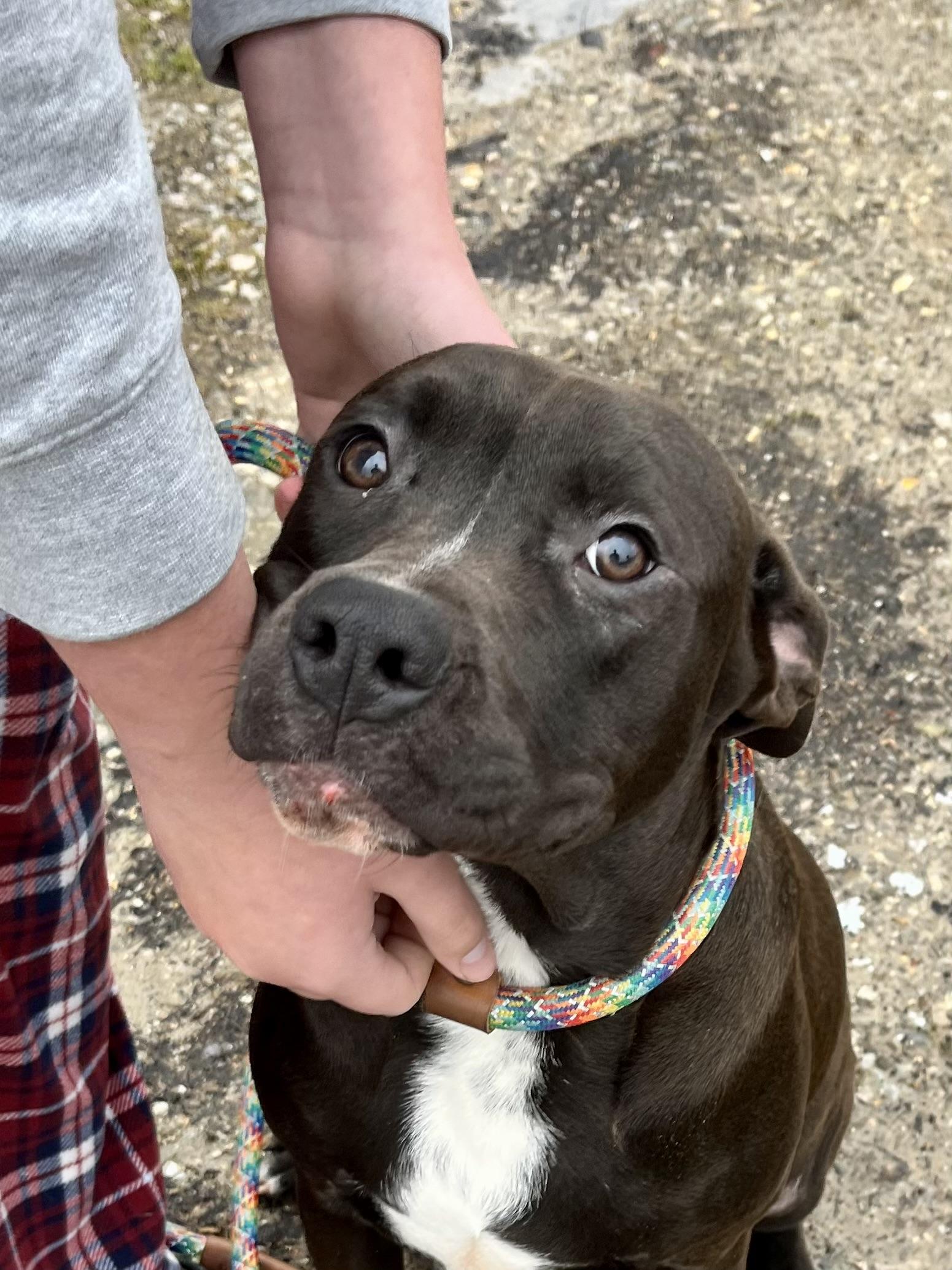 Milo, a Adoptable mixed breed in Watertown, CT image 2/6