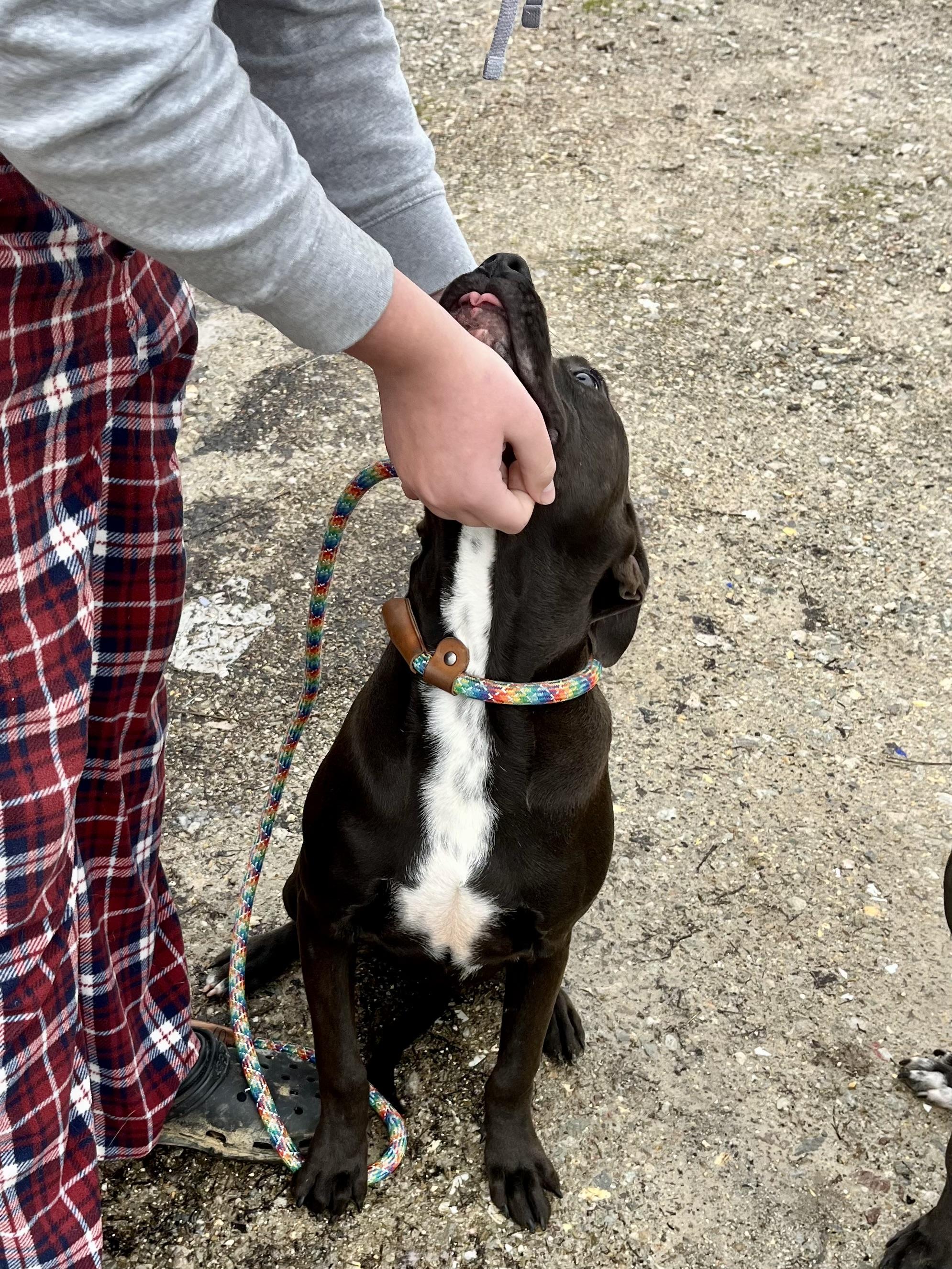 Milo, a Adoptable mixed breed in Watertown, CT image 4/6