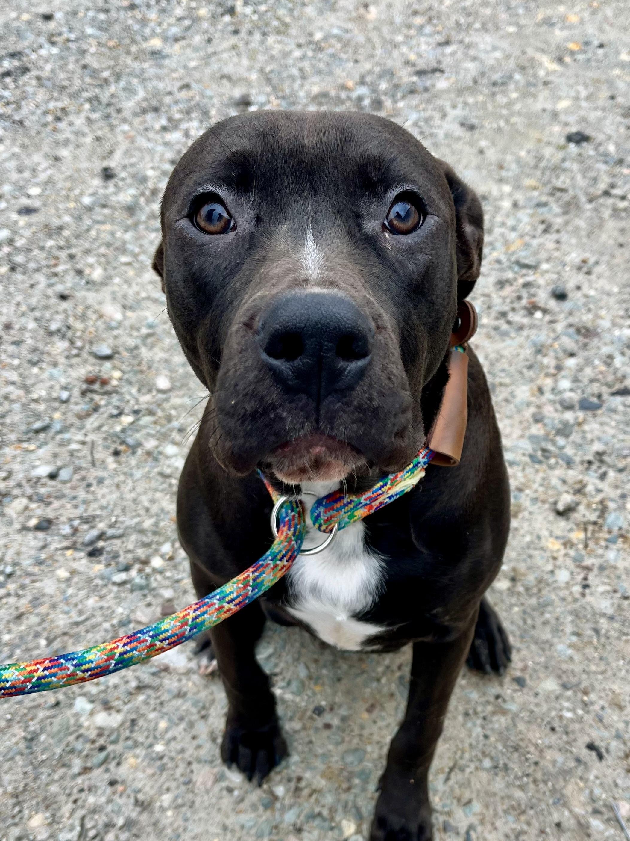 Milo, a Adoptable mixed breed in Watertown, CT image 3/6