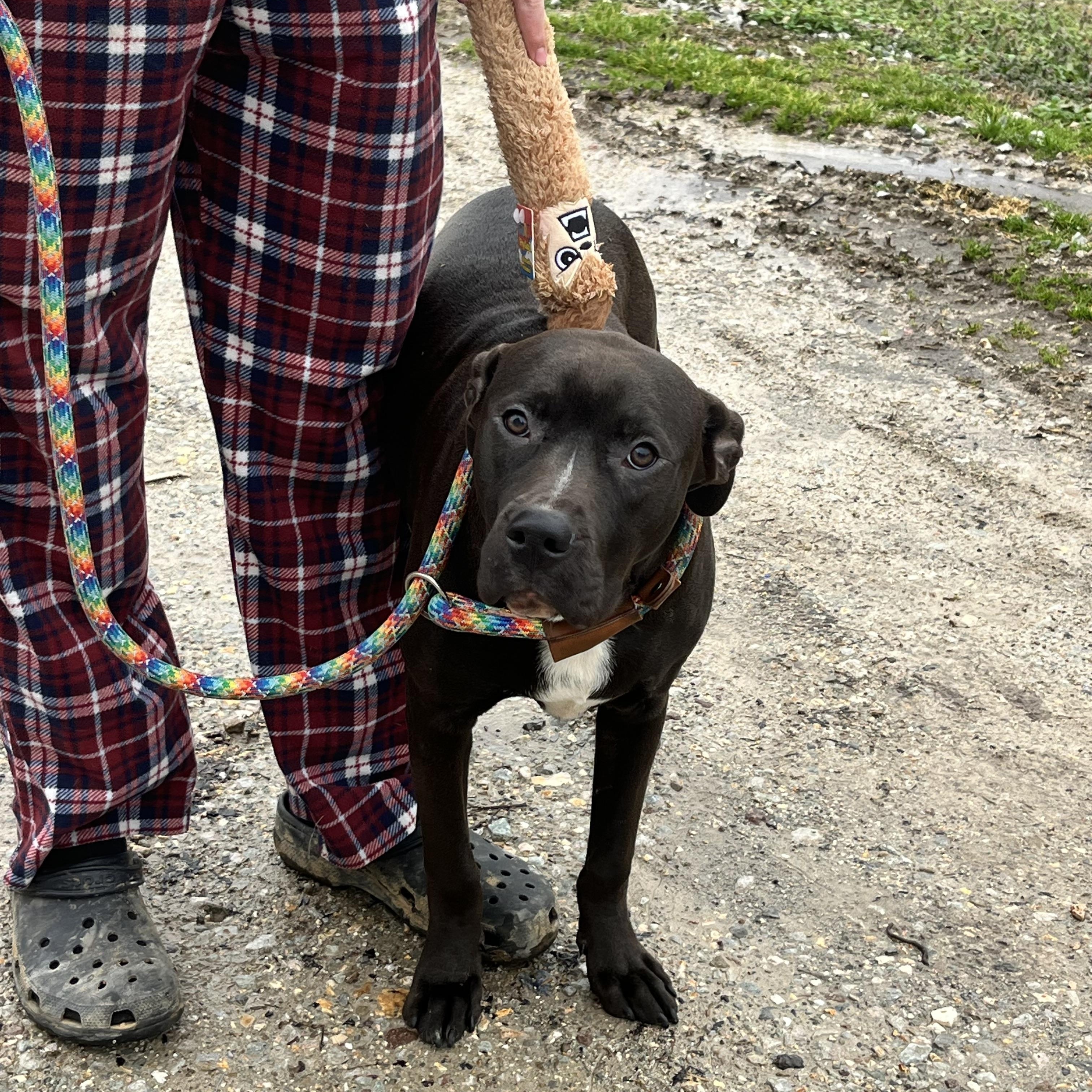 Milo, a Adoptable mixed breed in Watertown, CT image 5/6