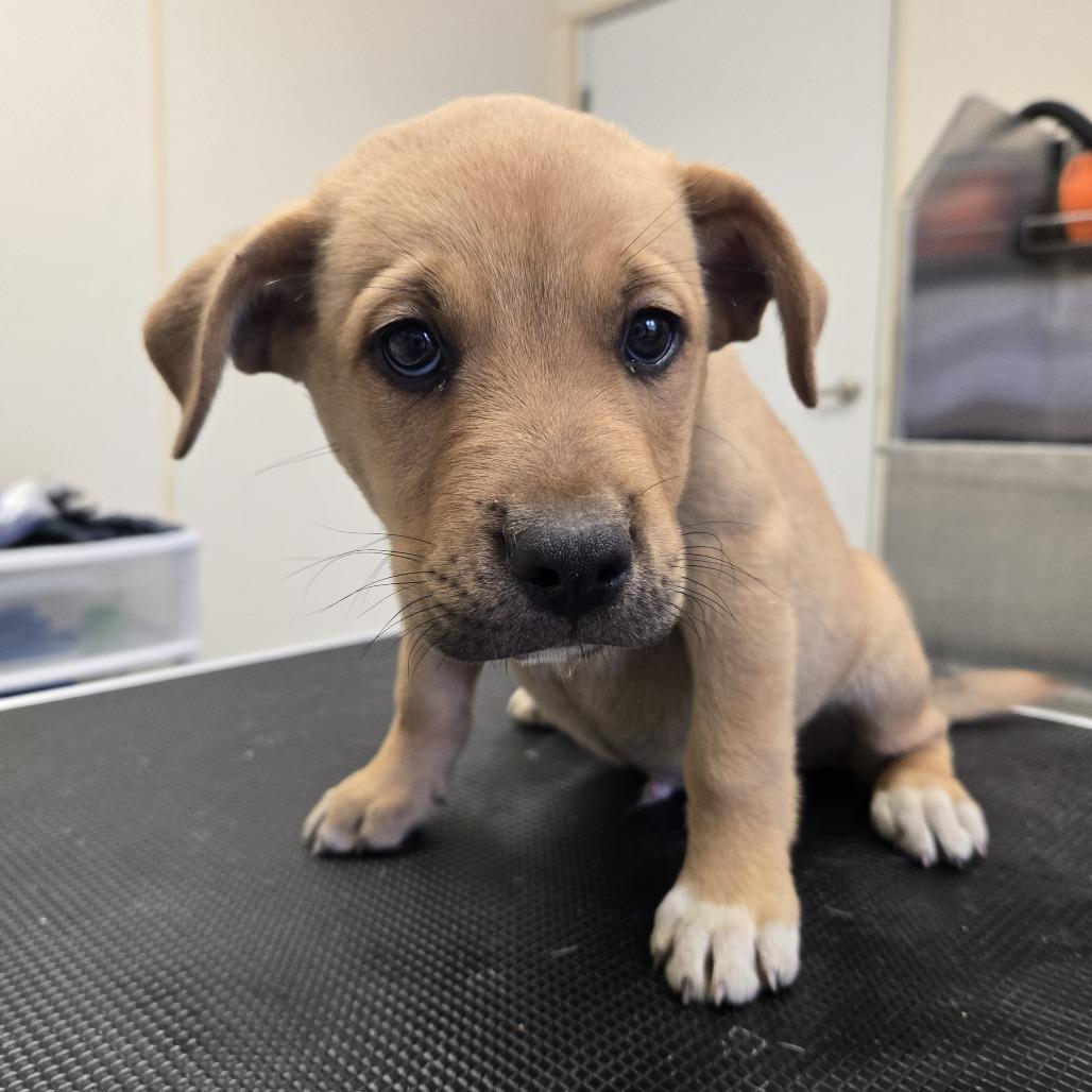Plankton 26-233, Adoptable, Puppy Male Border Collie.