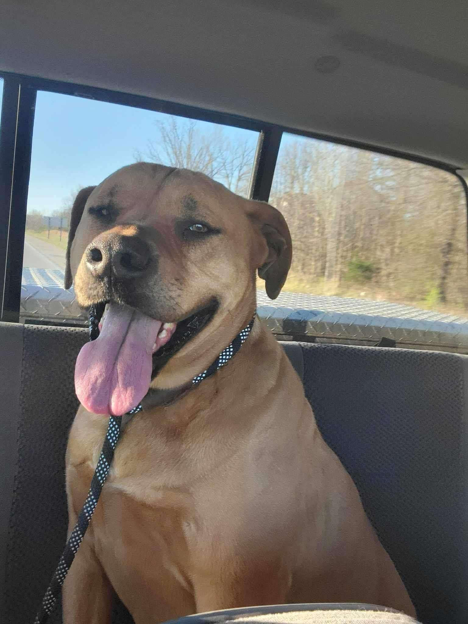 Enlarge Odin, a Adoptable mixed breed in Poplar Bluff, MO image 1/2