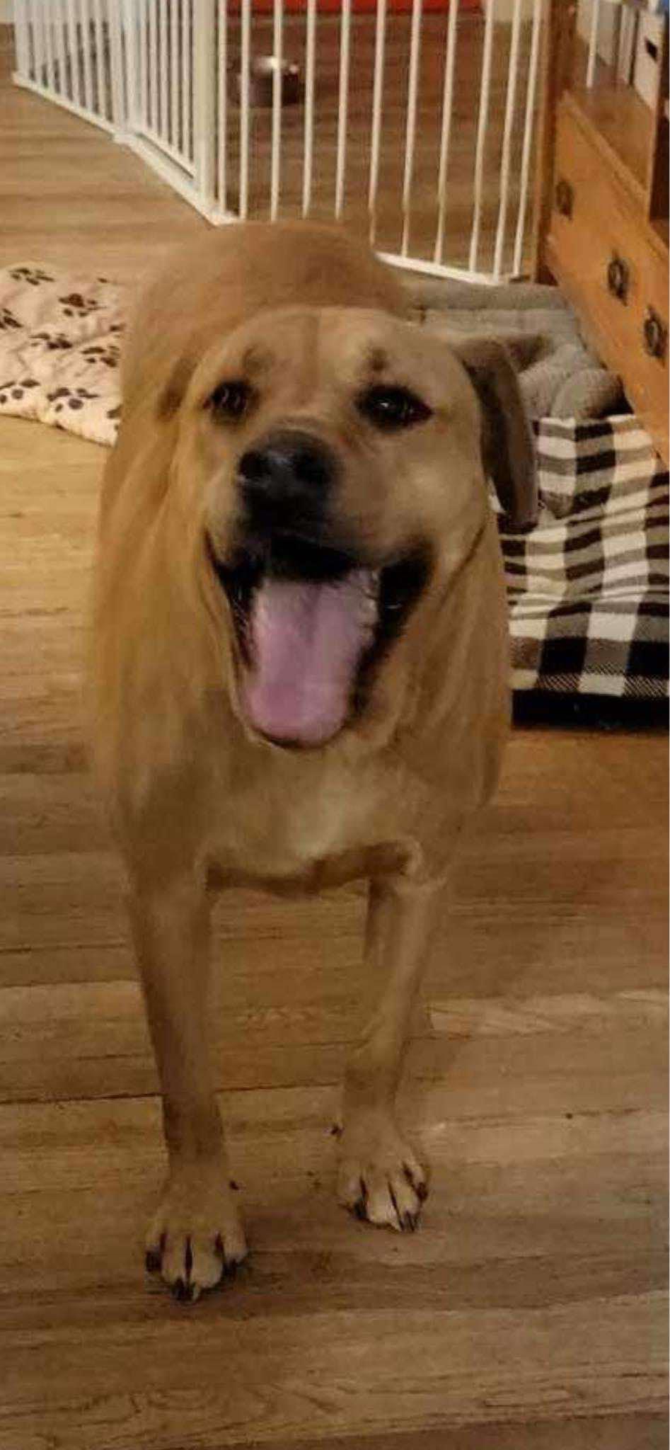 Enlarge Odin, a Adoptable mixed breed in Poplar Bluff, MO image 2/2