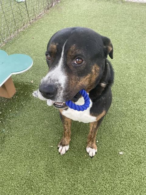 EEYORE, Adoptable, Adult Male Pit Bull Terrier & Mixed Breed.