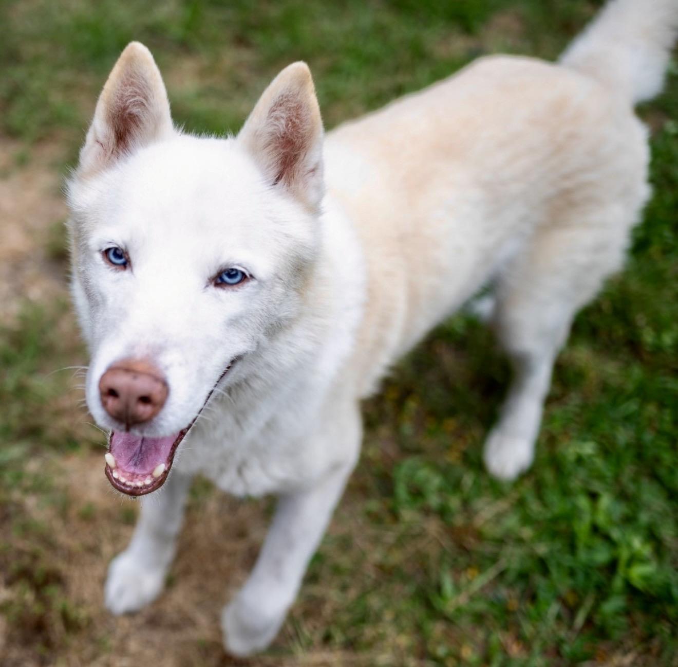 Stetson, a ADOPTABLE Husky in Ridgeland, SC image 2/4